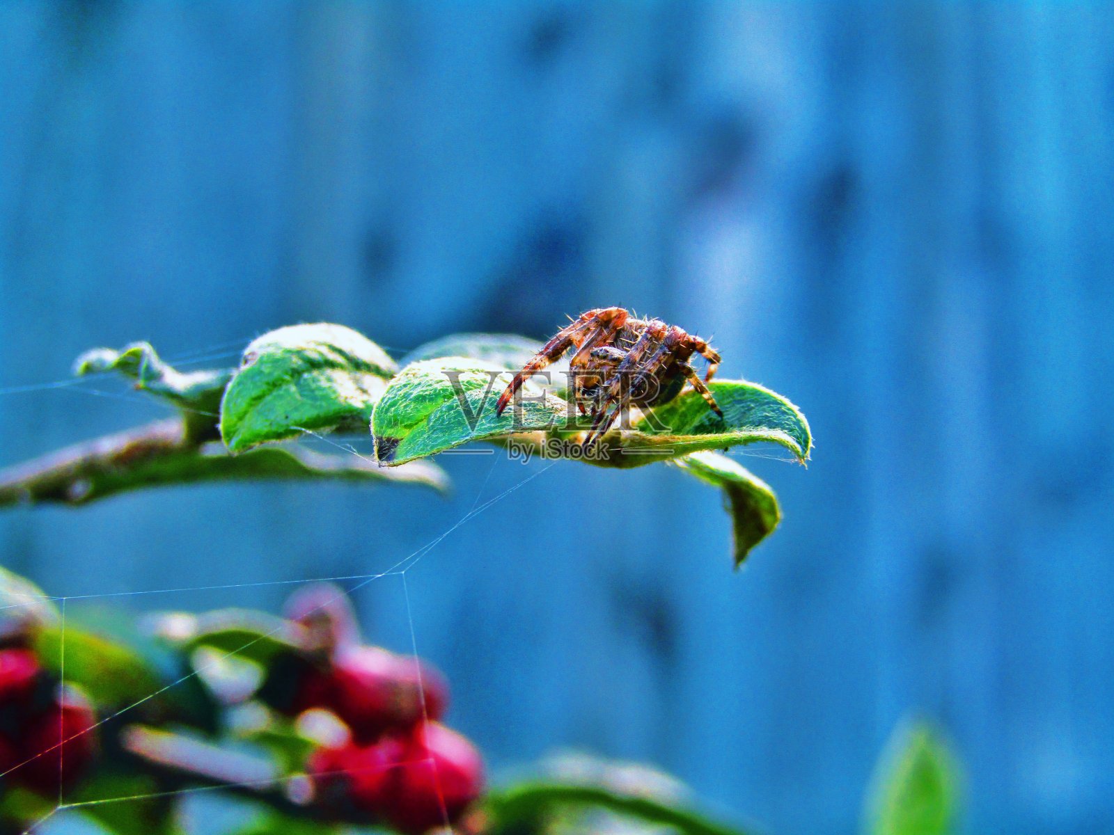 蜘蛛构建Web照片摄影图片