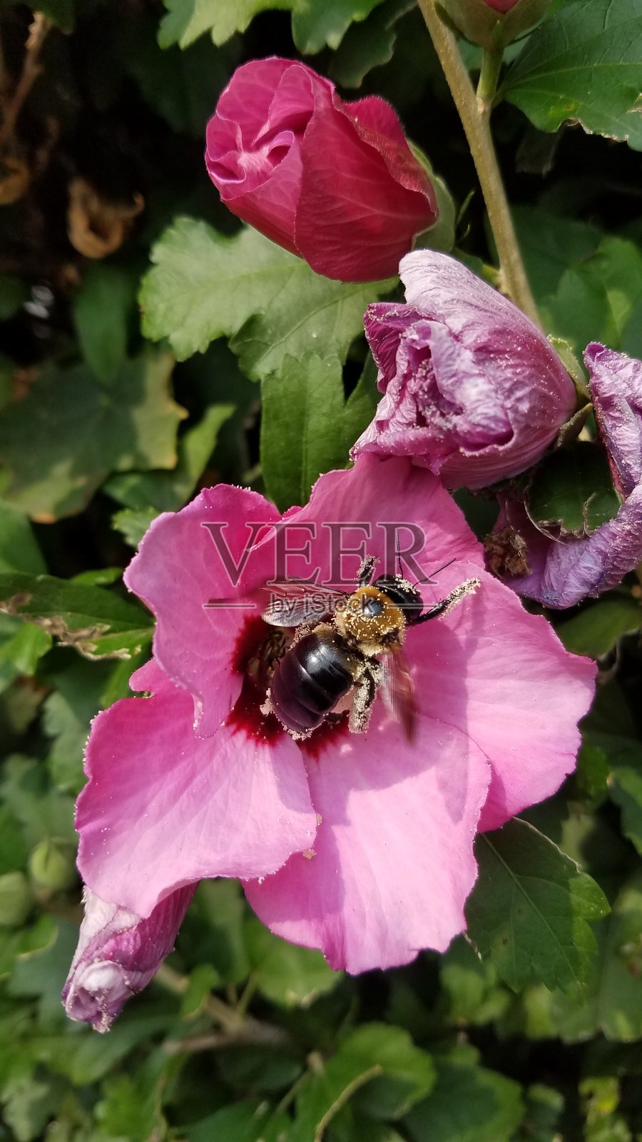 大黄蜂授粉照片摄影图片