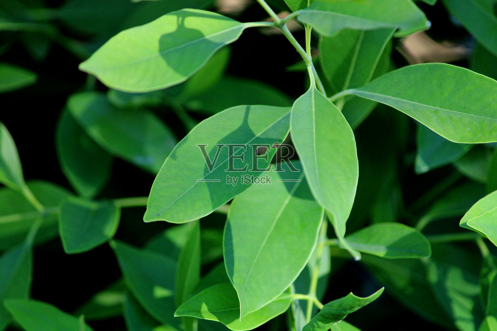 近距离观看野生树叶。照片摄影图片