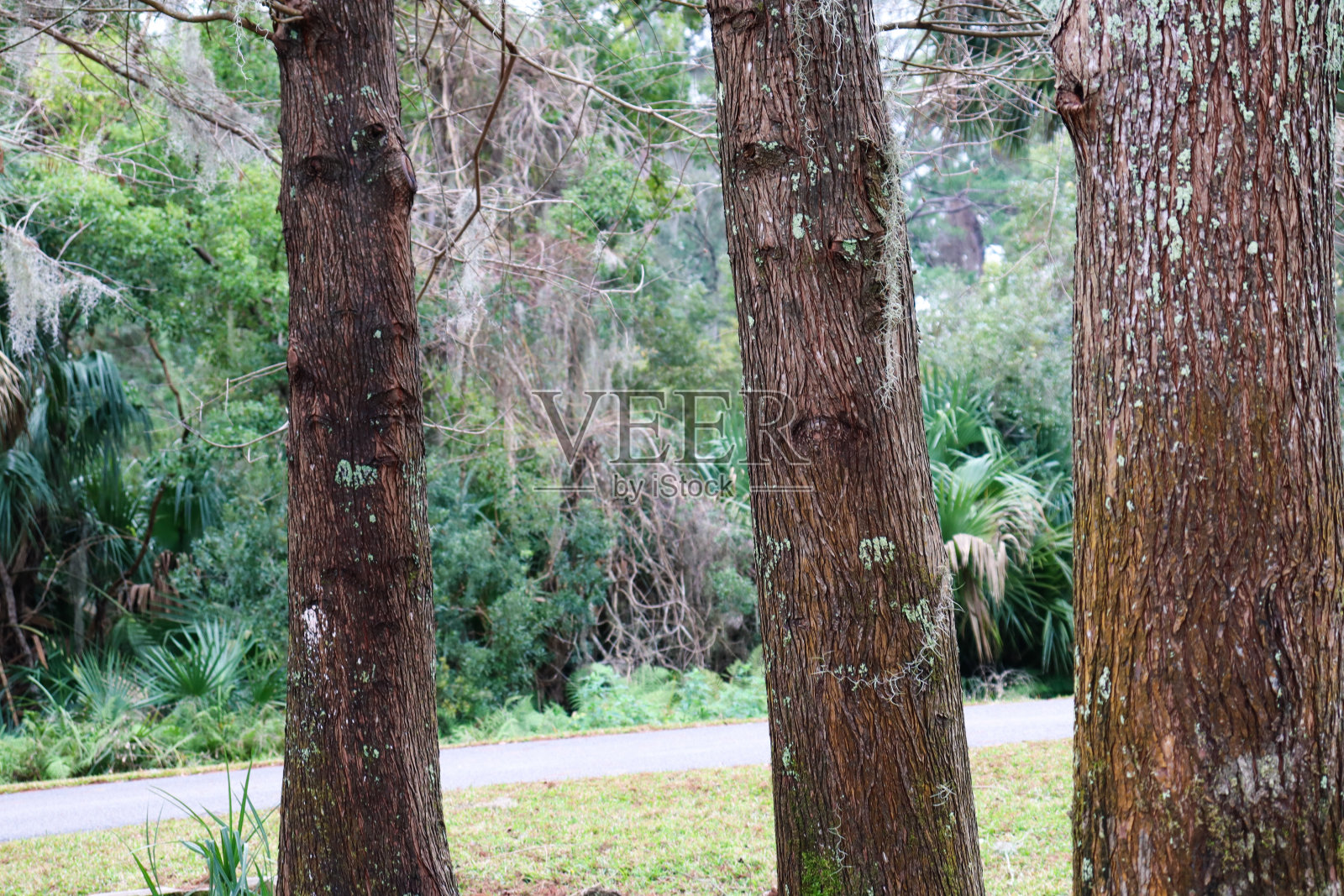 森林中的树干照片摄影图片
