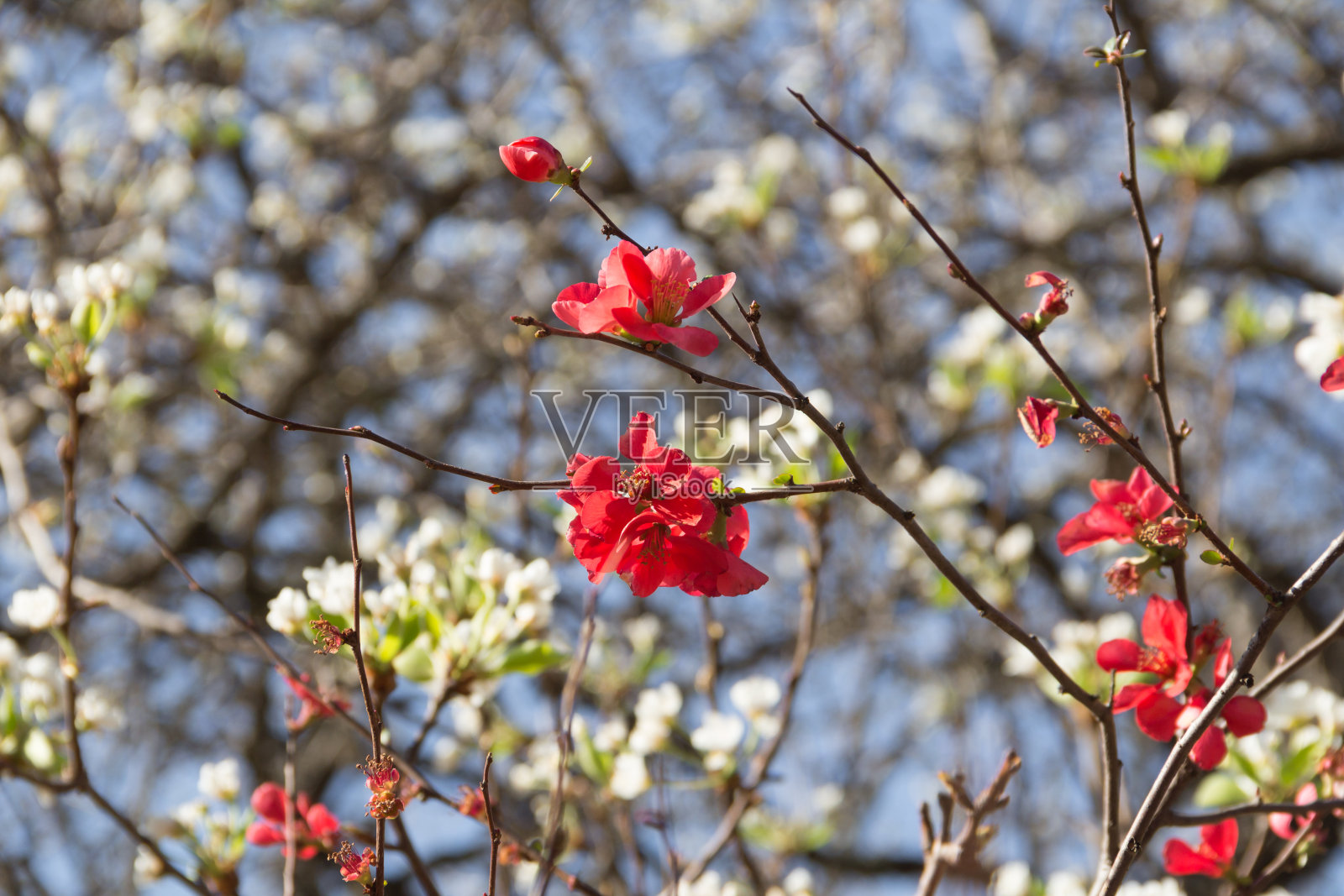 花园里的木瓜在山泉中盛开照片摄影图片