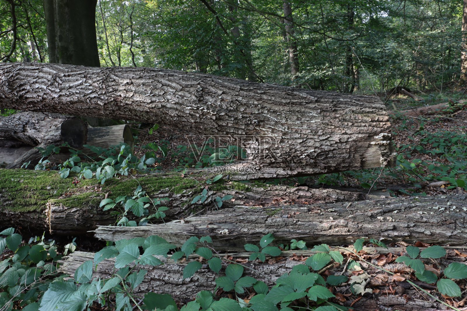 被砍伐的树干照片摄影图片