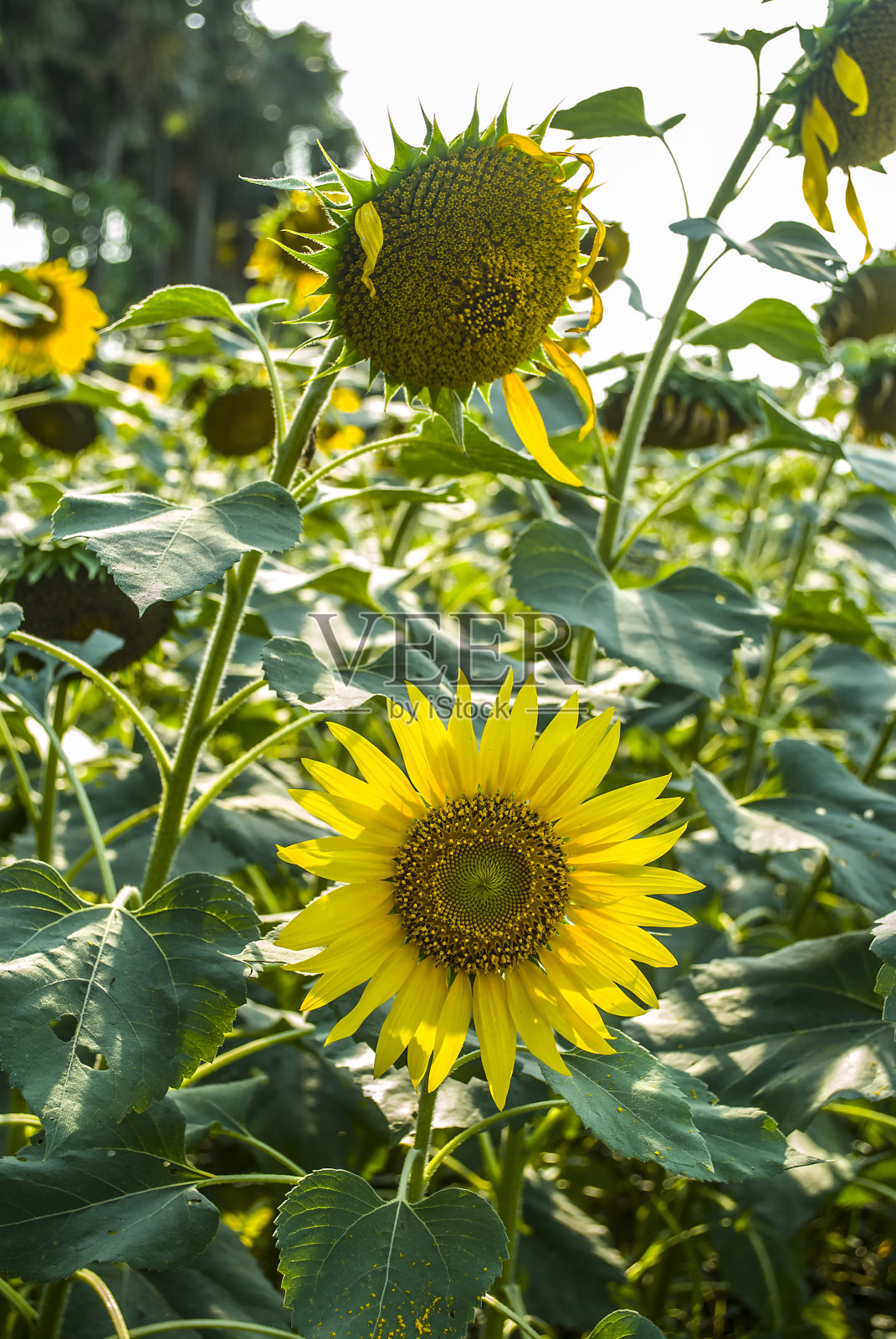 花园里两朵鲜艳的黄色向日葵。照片摄影图片
