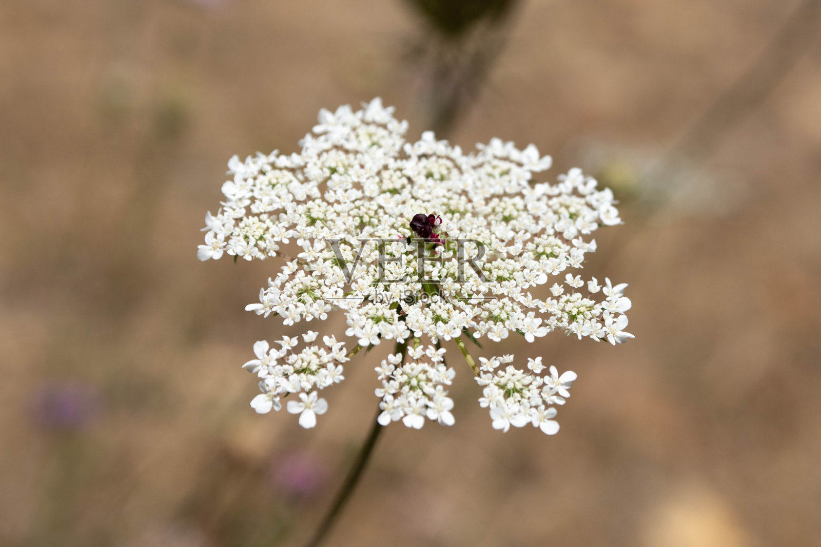 野胡萝卜花。胡萝卜胡萝卜。伞花序有白色的花照片摄影图片