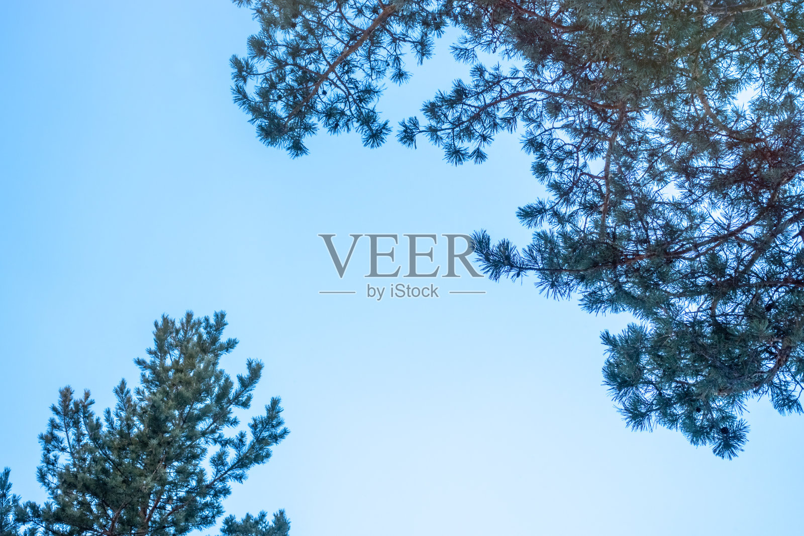 蓝天下的松树枝。照片摄影图片