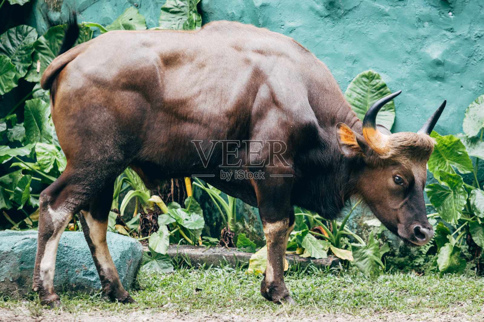 阿尔法牛照片摄影图片