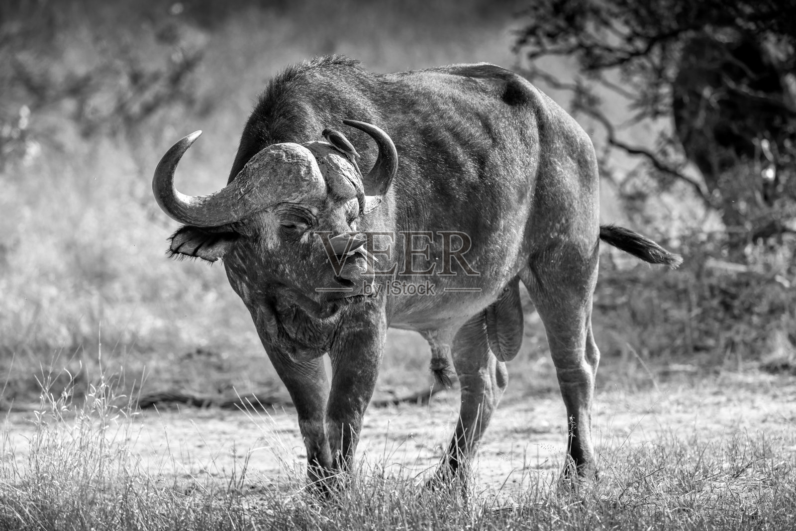 鼻子上有牛啄木鸟的非洲水牛照片摄影图片