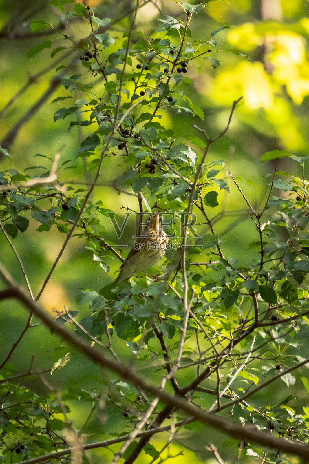 野生鸟类照片，一只野生的斯文森画眉鸟坐在或栖息在树林中的一根细枝上，背景是其他树枝和绿叶。照片摄影图片