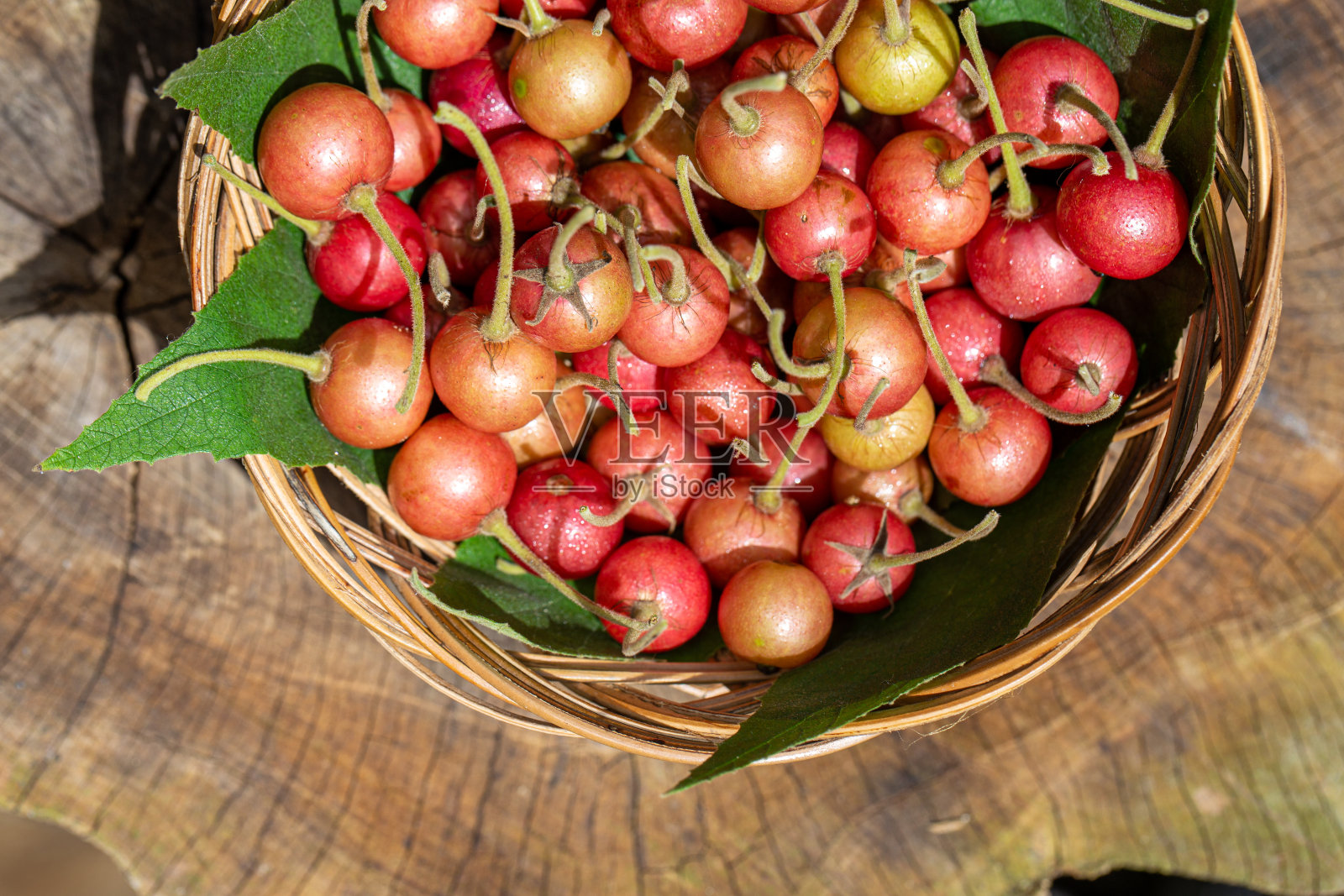 收获带茎的新鲜樱桃照片摄影图片