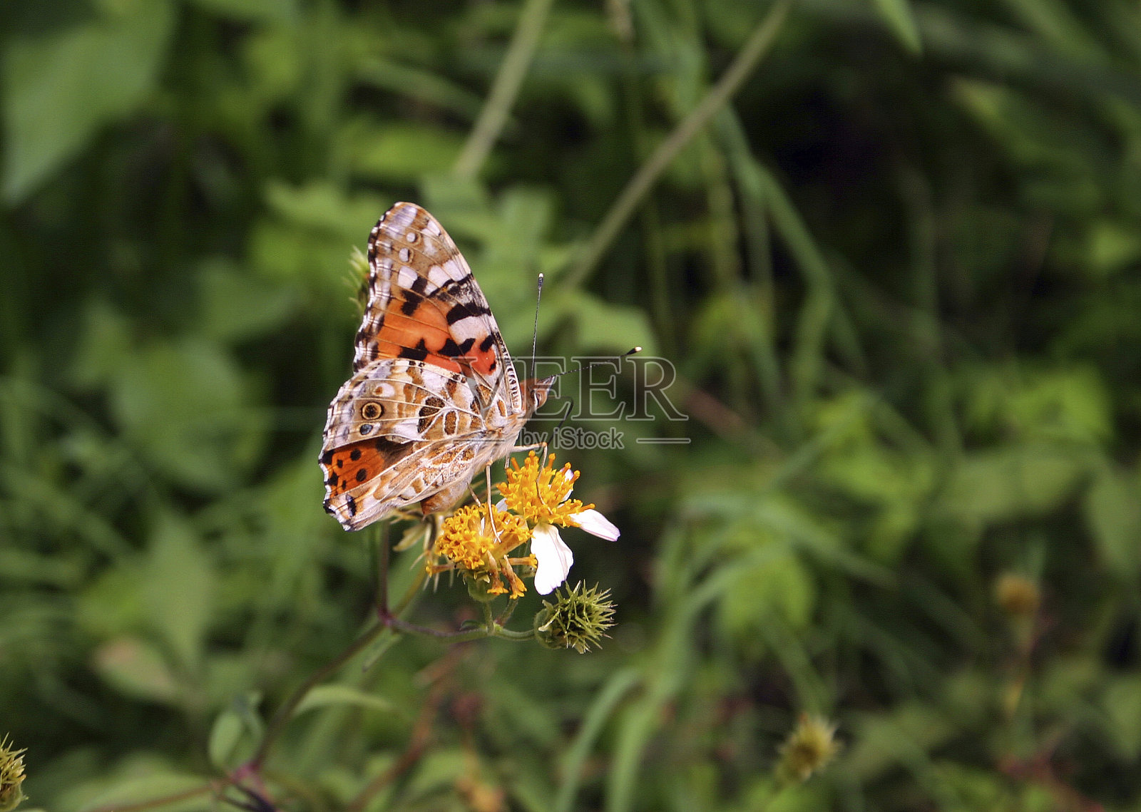 纪红死照片摄影图片
