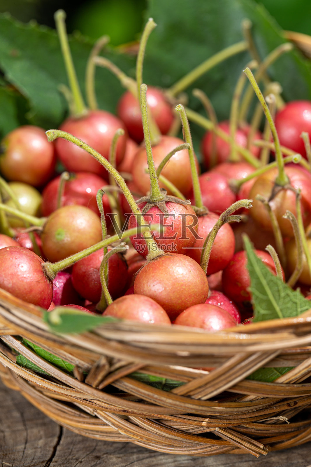 收获带茎的新鲜樱桃照片摄影图片