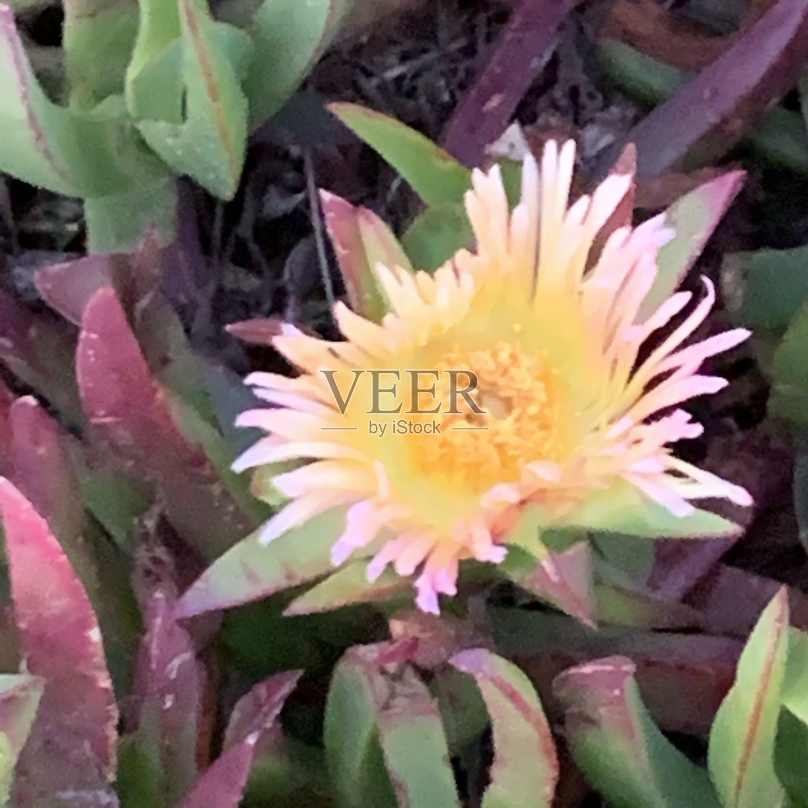 多肉盛开的花朵照片摄影图片