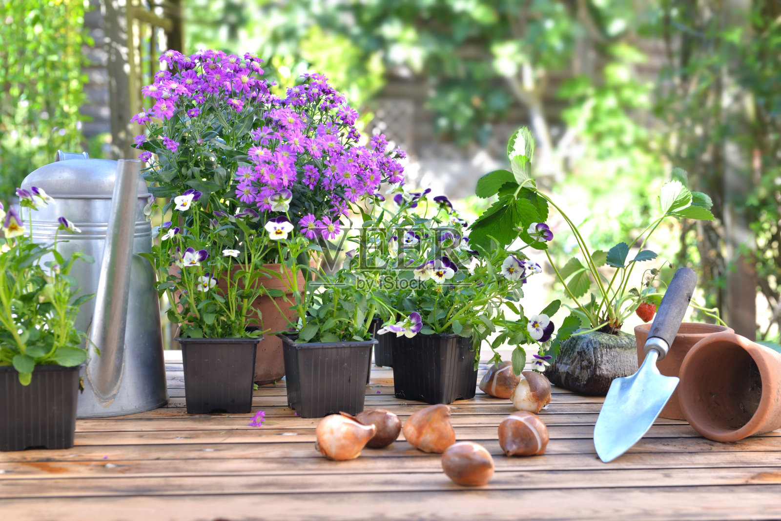 在花园中，在木桌上的花前面放着鳞茎花照片摄影图片