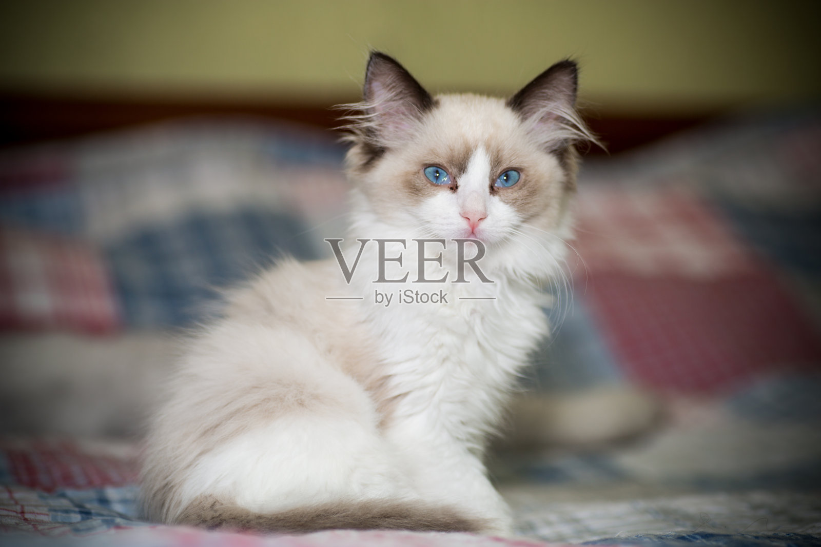 两个月大的布娃娃小猫在家照片摄影图片