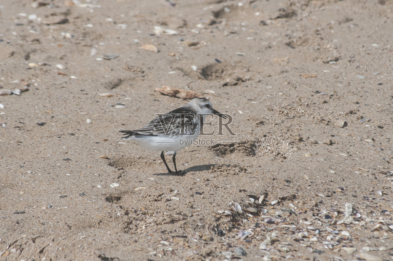 普通鹬(Actitis hypoleucos)照片摄影图片