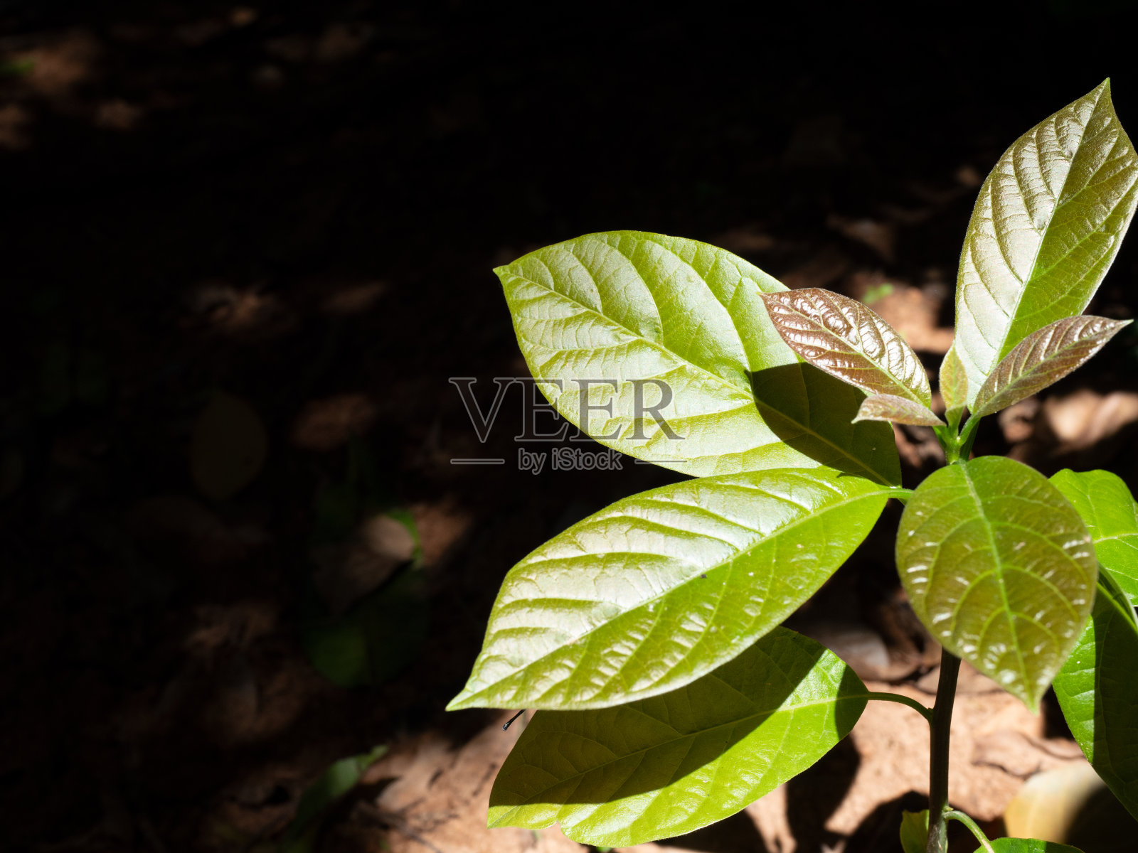牛油果树与自然的黑色和棕色背景照片摄影图片