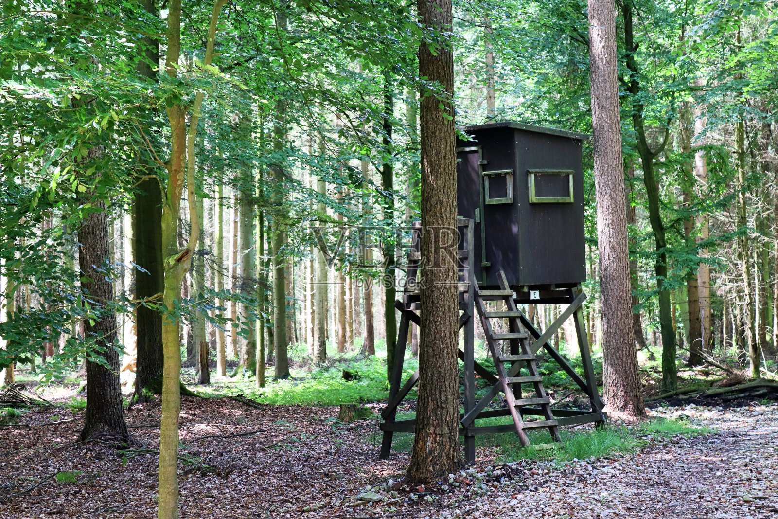 美丽的景色进入茂密的绿色森林，明亮的阳光投下深深的阴影照片摄影图片