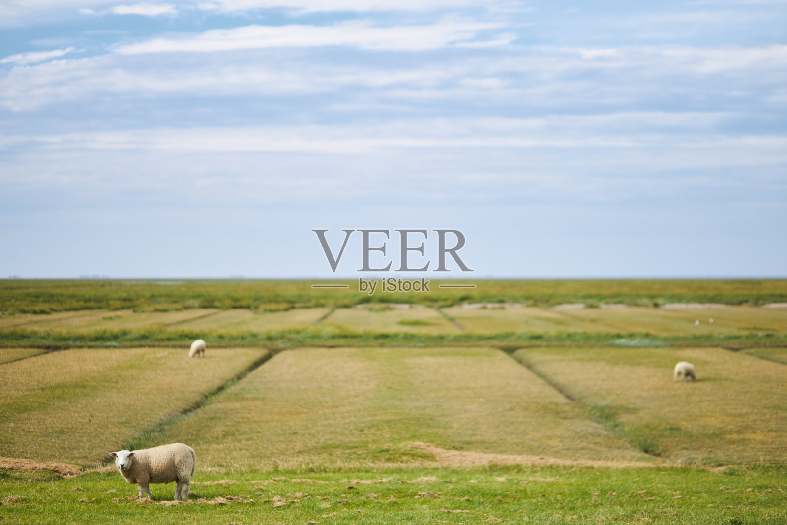 在德国北海的一个堤坝上放牧的羊群和单独的绵羊的照片照片摄影图片