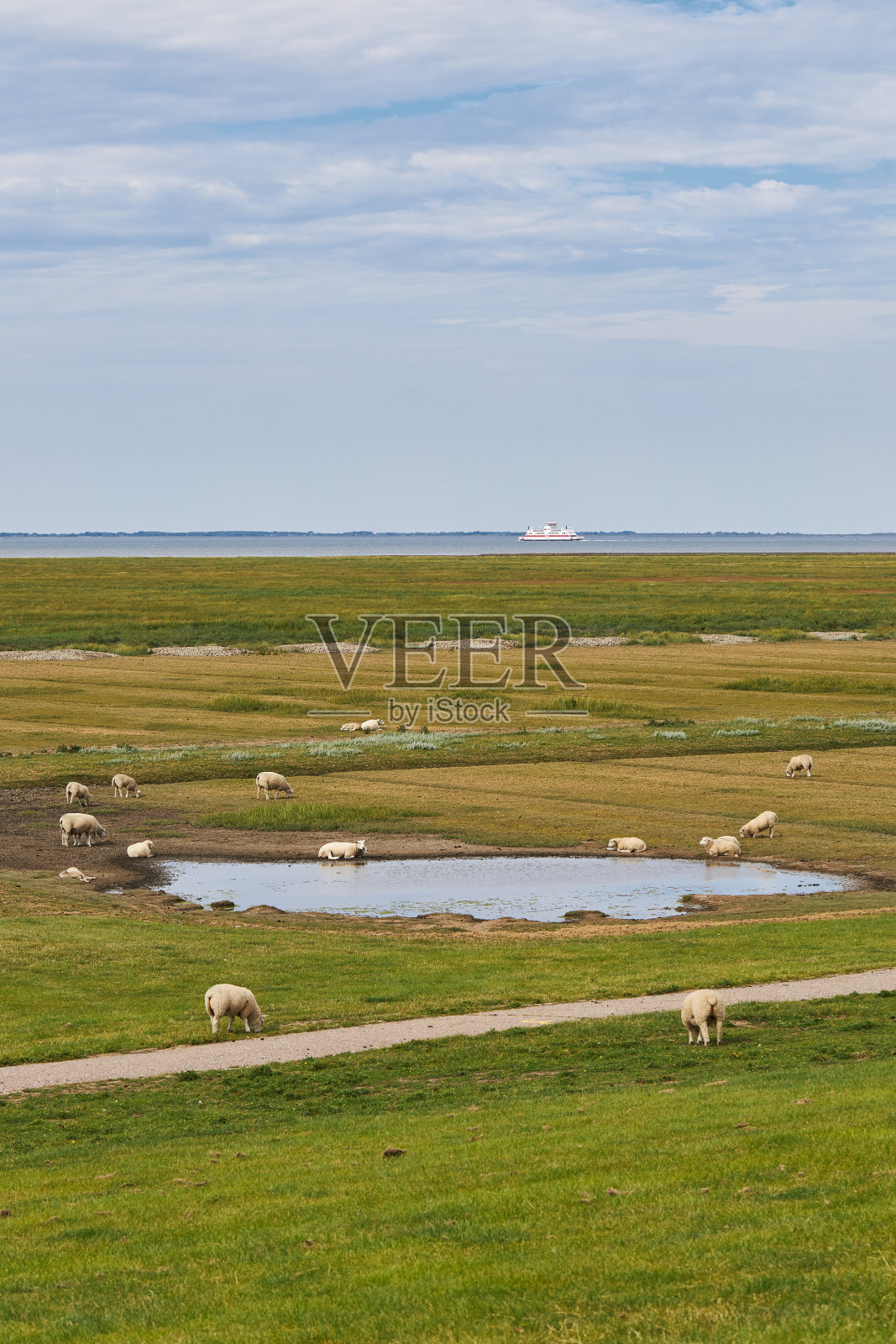 在德国北海的一个堤坝上放牧的羊群和单独的绵羊的照片照片摄影图片
