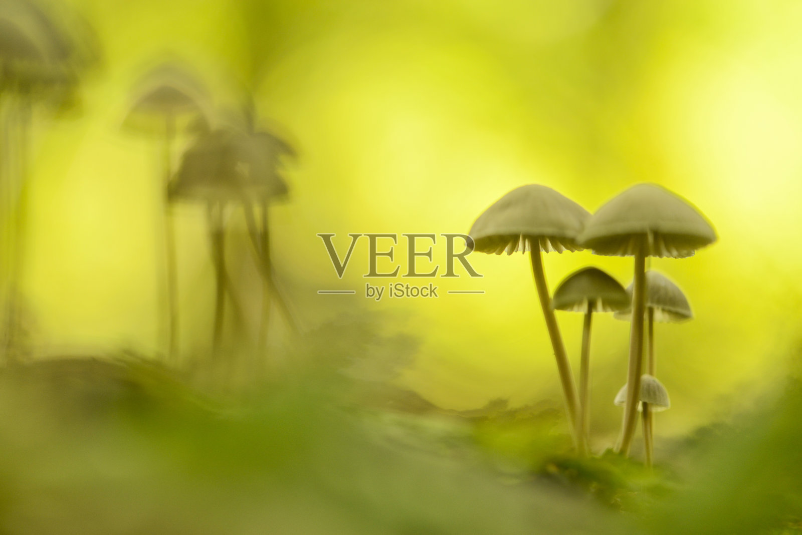 森林中艺术抽象氛围中的毒菌照片摄影图片