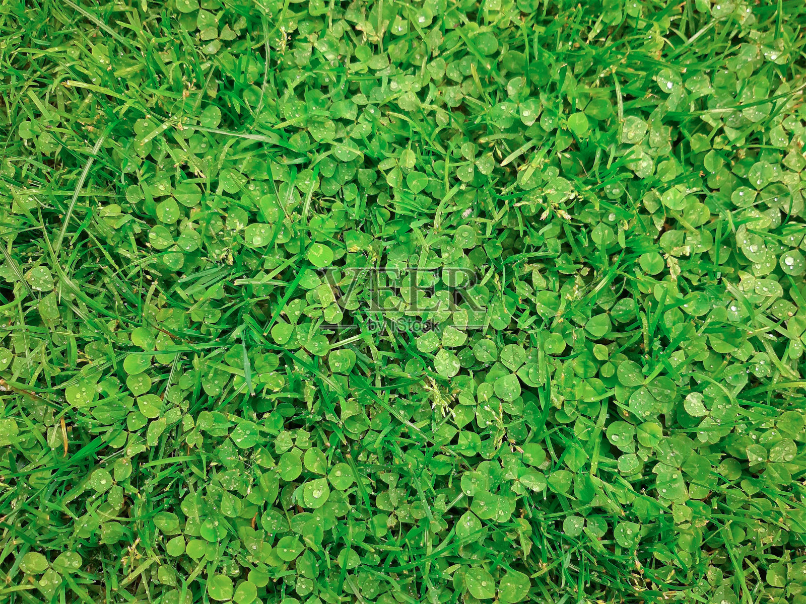 雨后一束绿色三叶草的特写。雨滴落在树叶上。潮湿的树叶。照片摄影图片