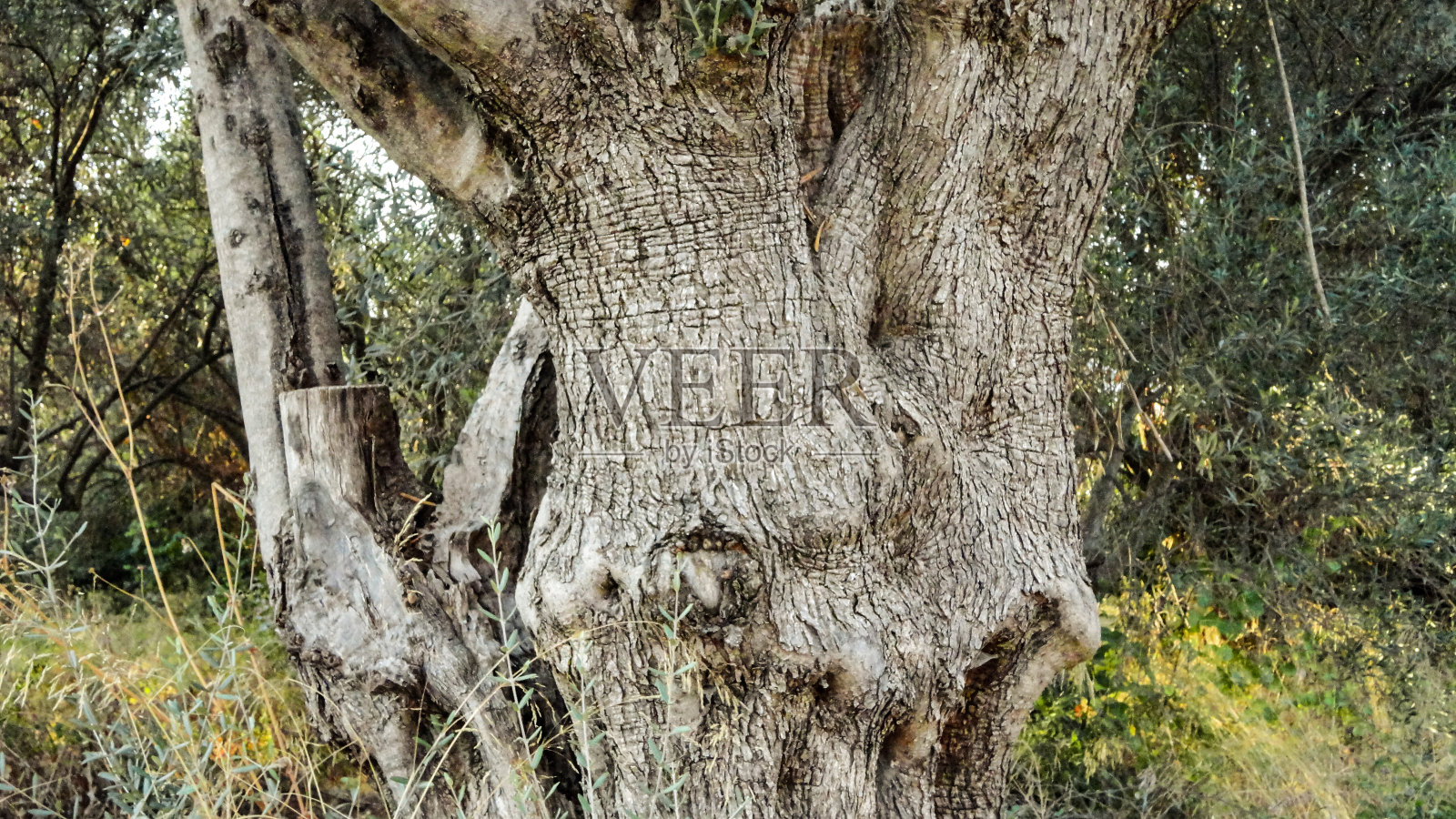 土耳其一种橄榄树，树干有老的纹理照片摄影图片