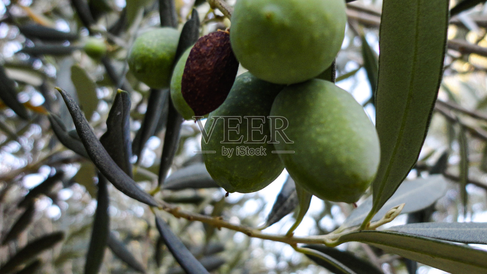 土耳其橄榄树上未成熟的带叶子的橄榄照片摄影图片