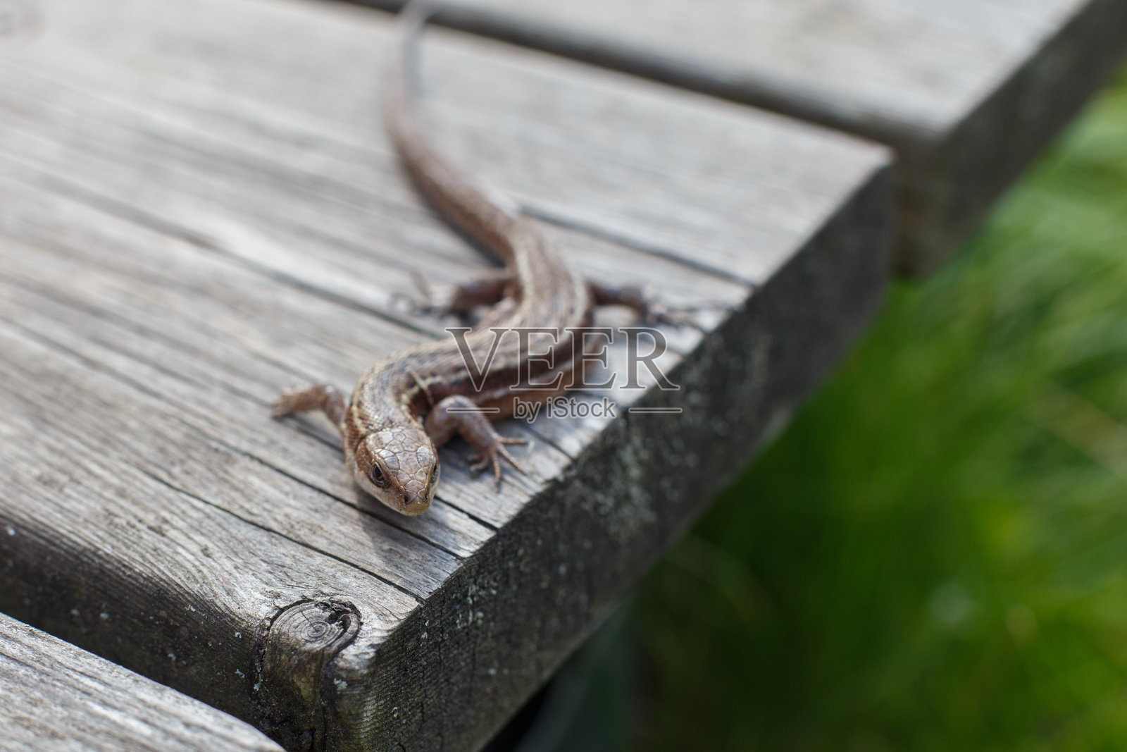 夏日花园中，绿草背景下的木板上，一只棕色的蜥蜴照片摄影图片