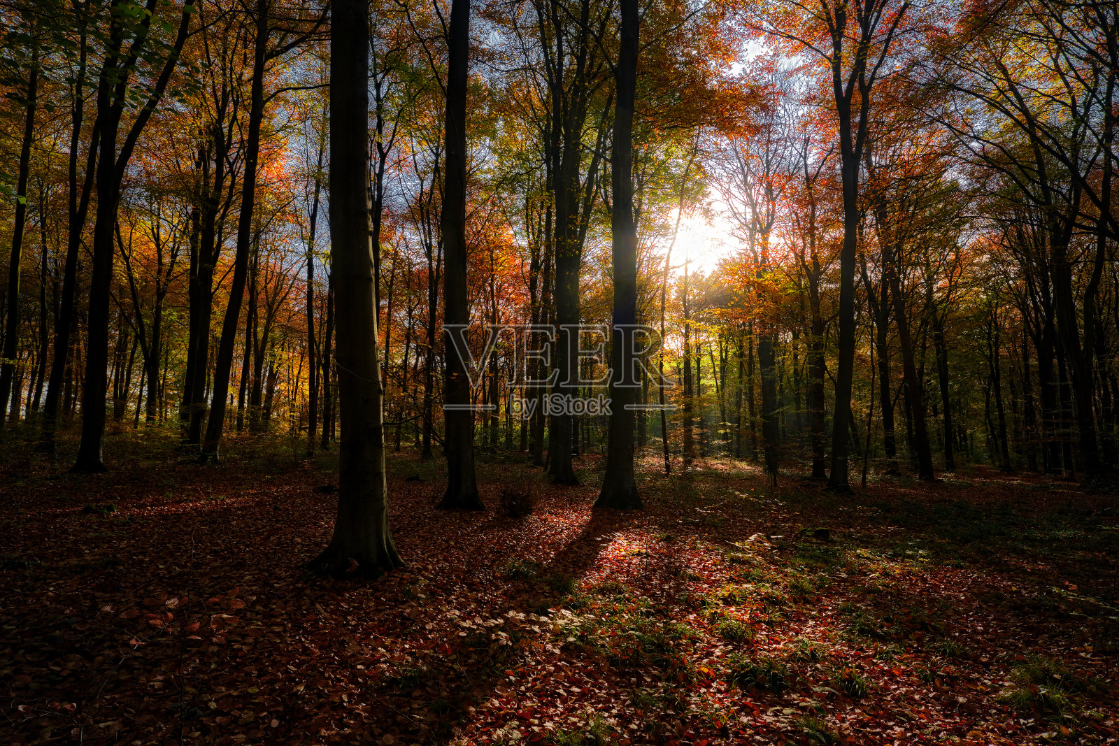 秋天的日出，低视角，背光照片摄影图片