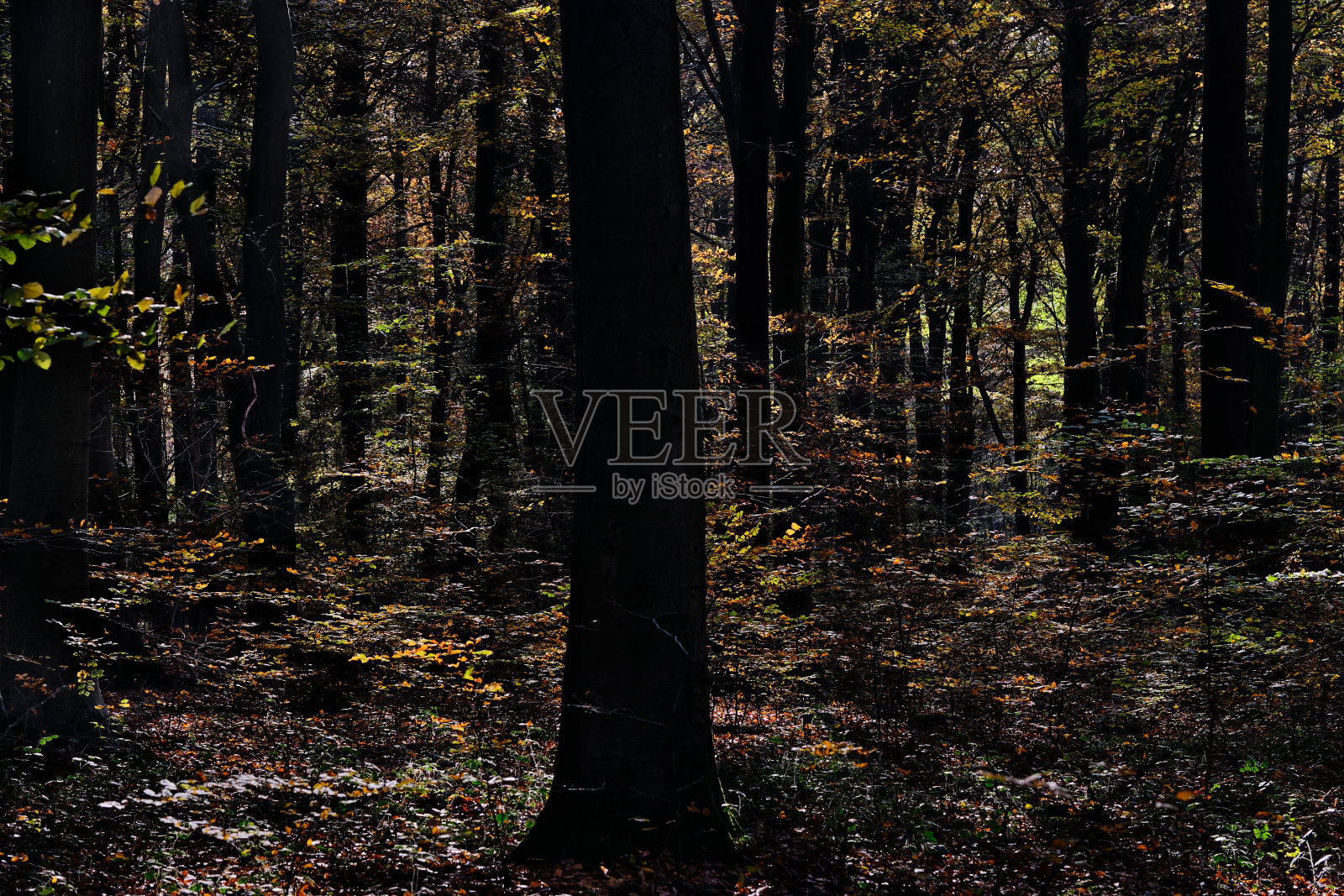 林地秋天的剪影，背光照片摄影图片