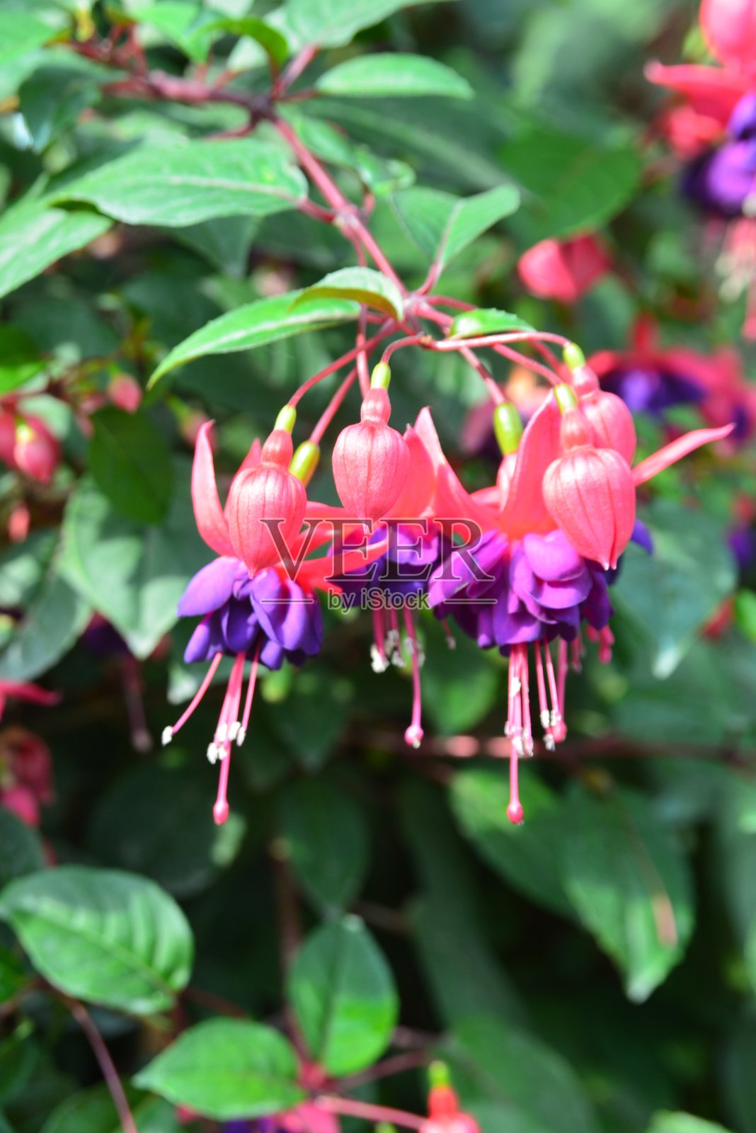 年轻的花蕾照片摄影图片