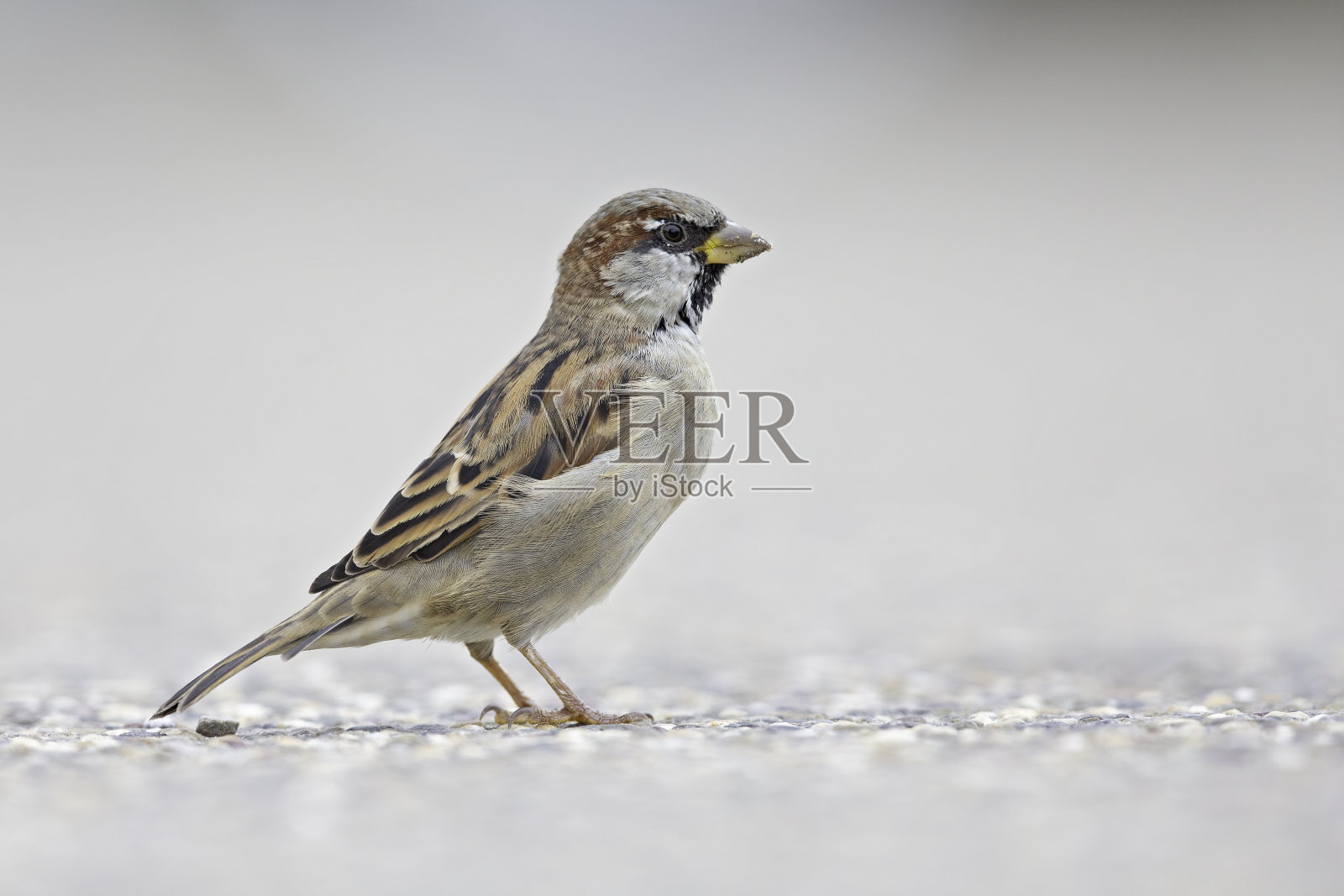 一只雄性家麻雀(家麻雀)在港口的街道上觅食。照片摄影图片