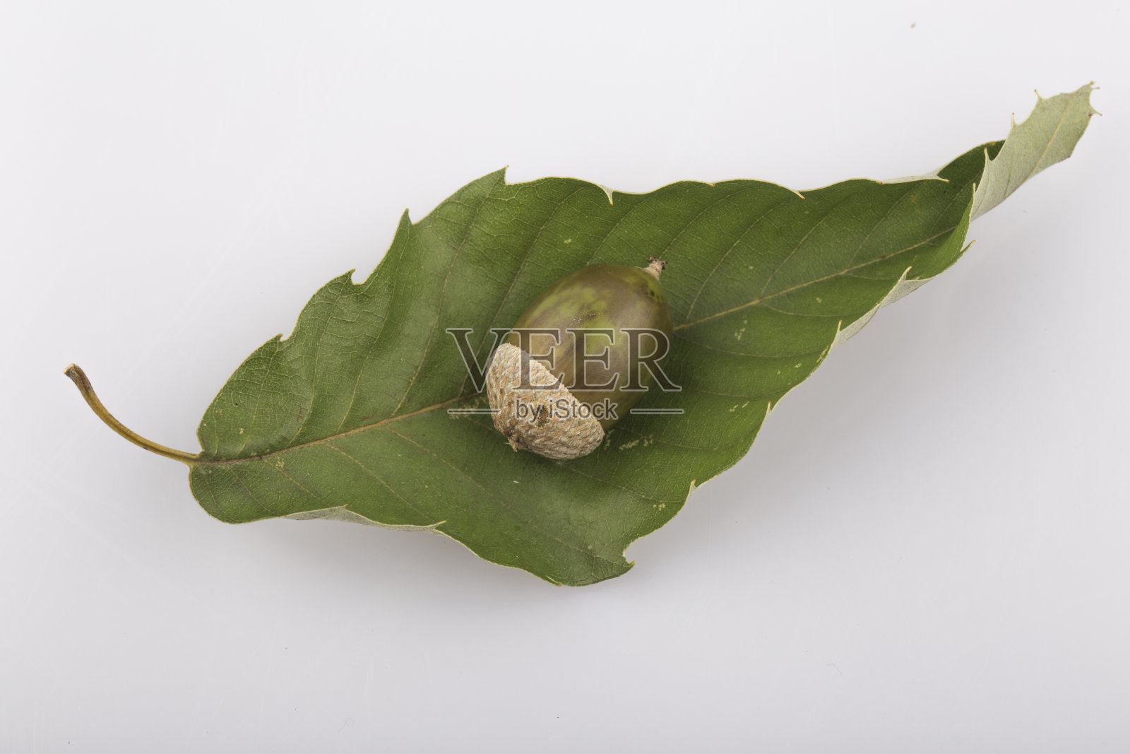 橡子和绿叶孤立在白色的背景。照片摄影图片