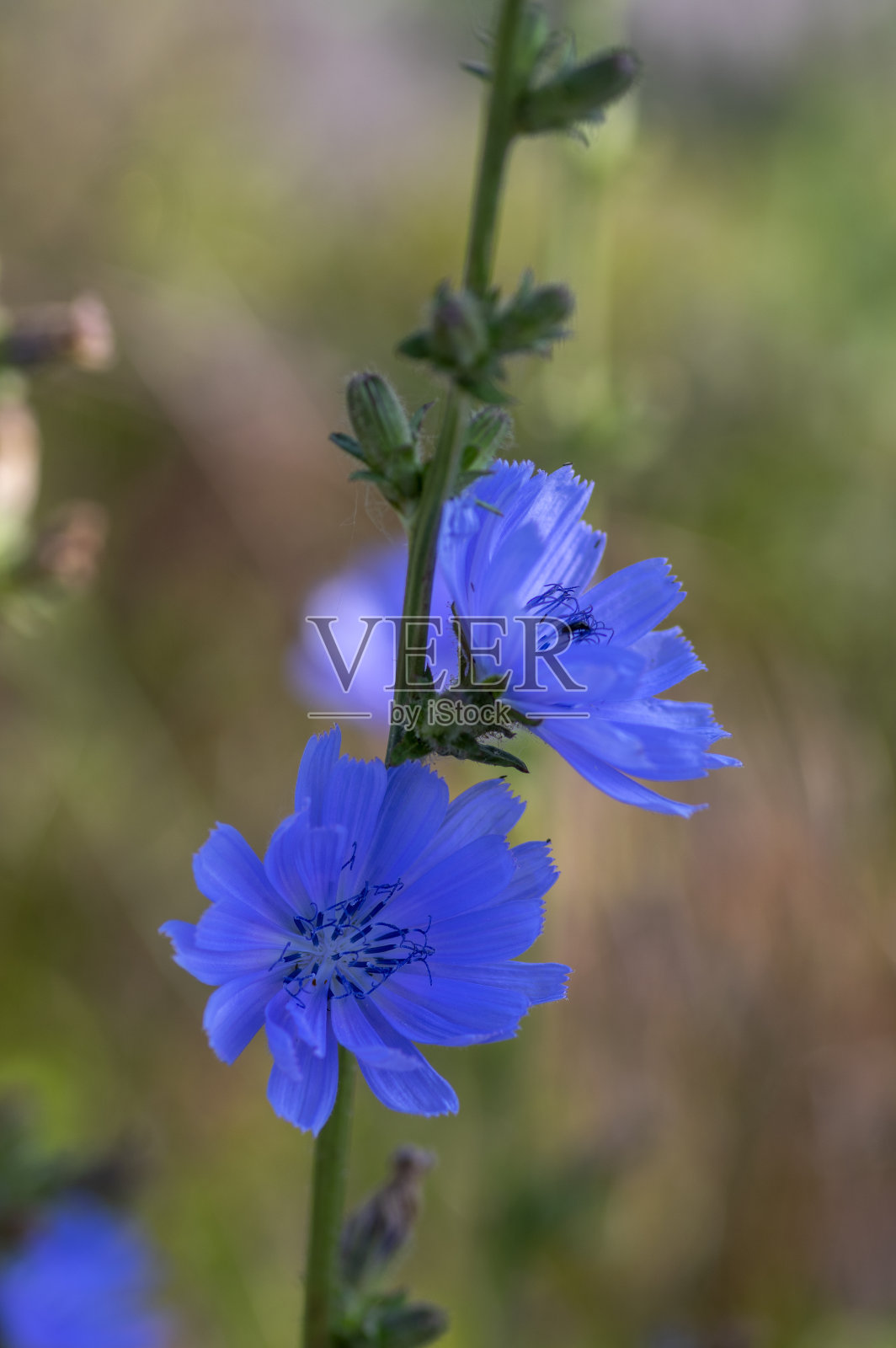 菊苣蓝色开花花，常见的蒲公英蓝色雏菊盛开，野生植物照片摄影图片