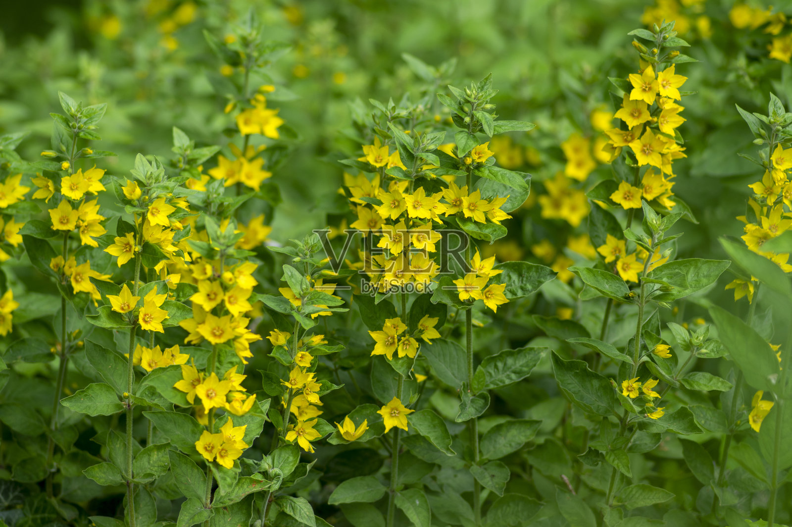 亮黄色的斑点松露开花植物，一群群美丽的花朵盛开照片摄影图片