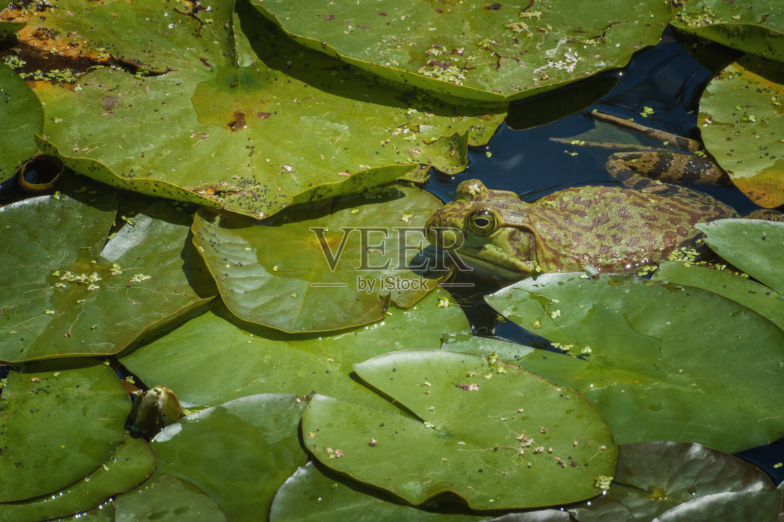 青蛙在池塘的特写照片摄影图片