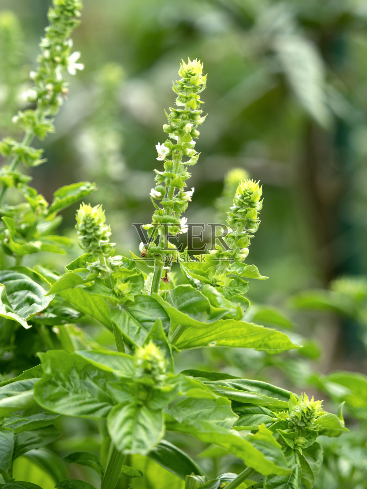 罗勒花照片摄影图片