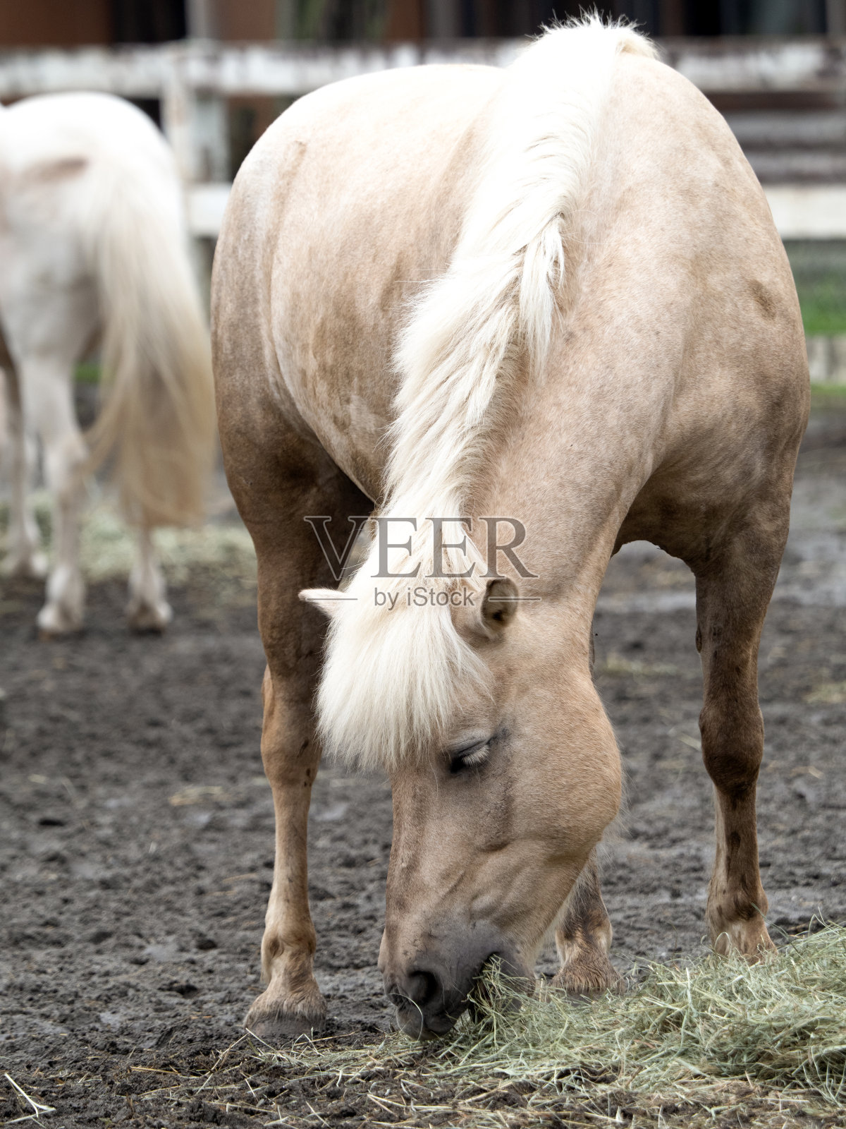 马小马照片摄影图片