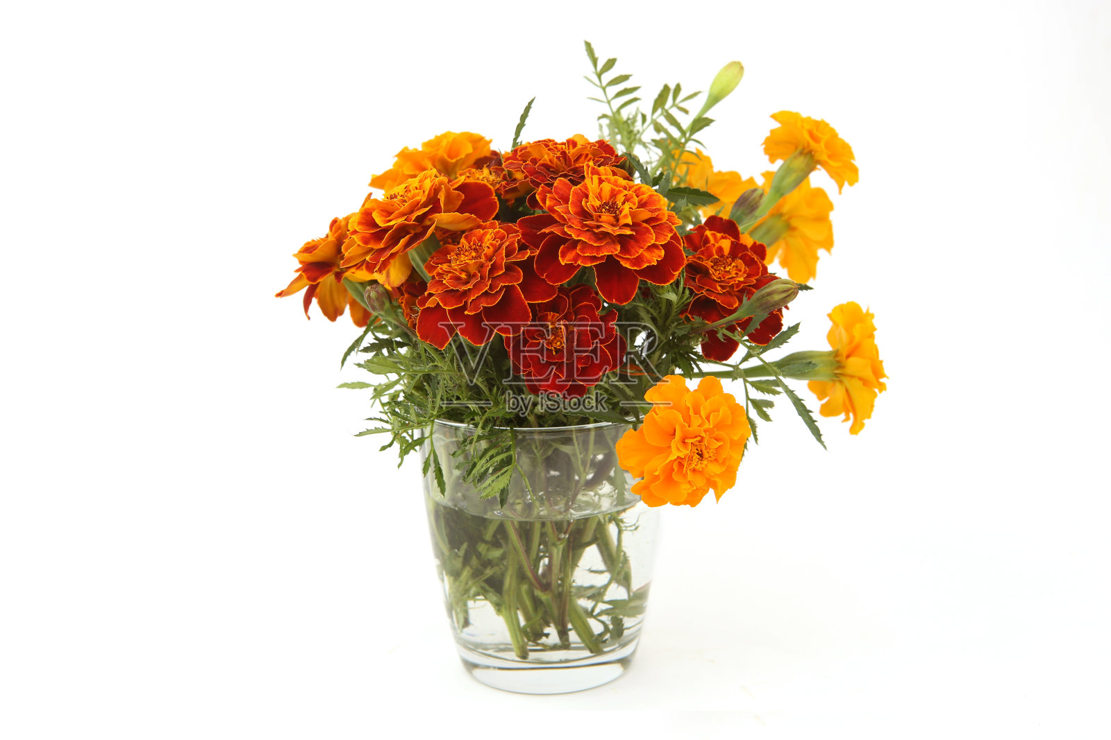 一束法国金盏花放在玻璃花瓶里，孤立在白色的背景上。照片摄影图片