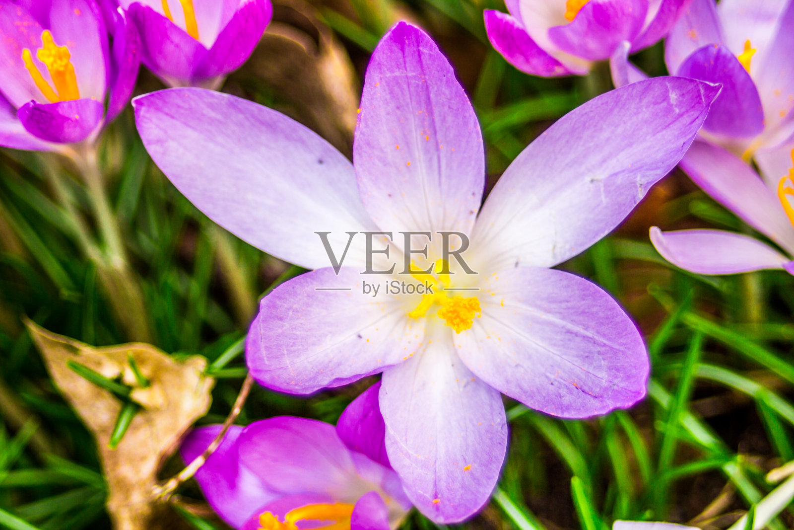 番红花或橘黄色照片摄影图片