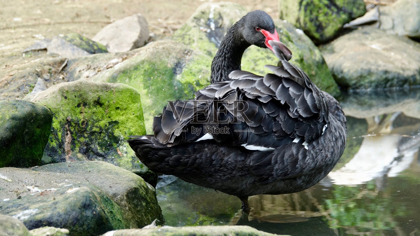 黑天鹅照片摄影图片