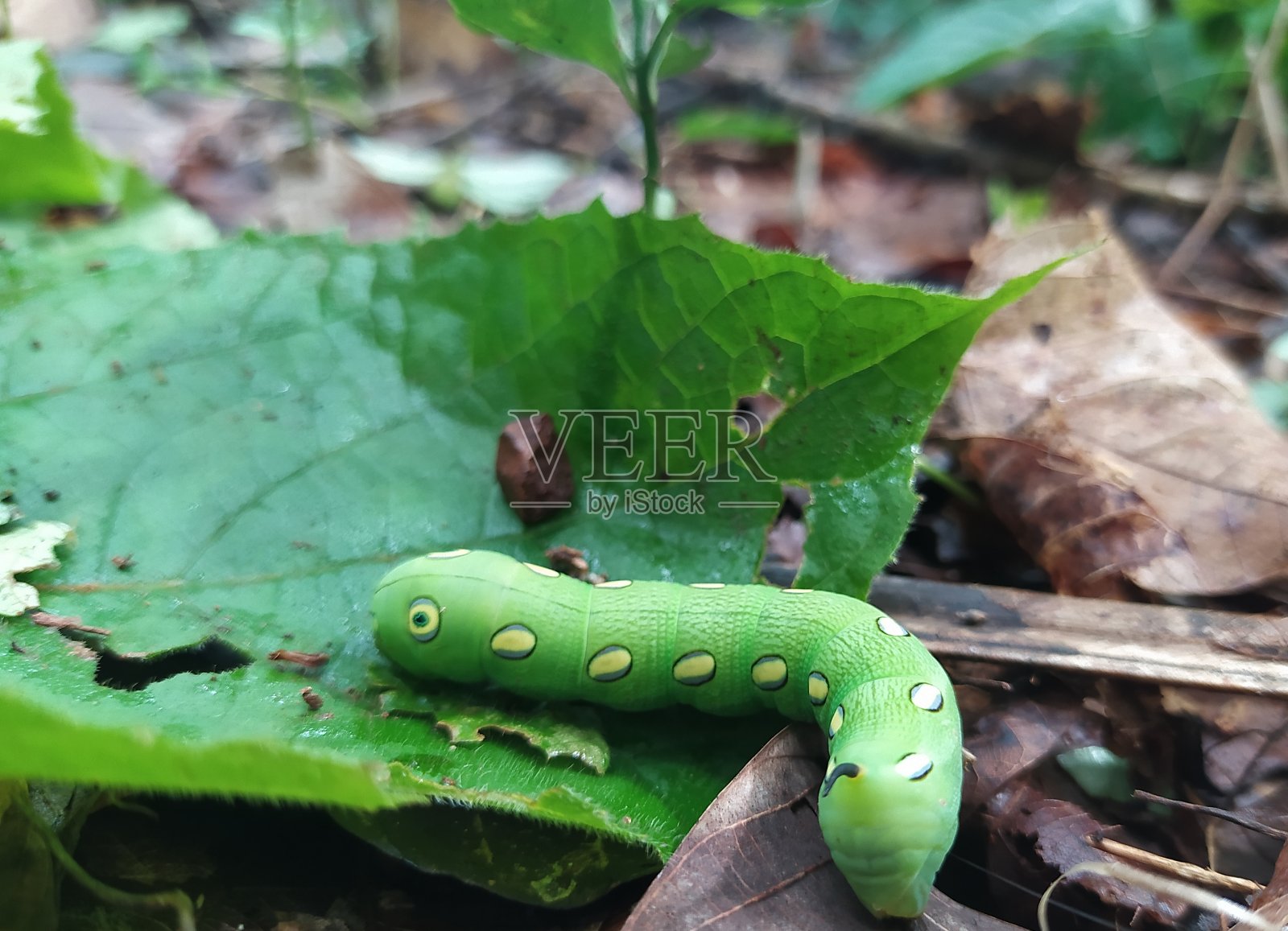 叶子上绿色毛虫的特写照片摄影图片