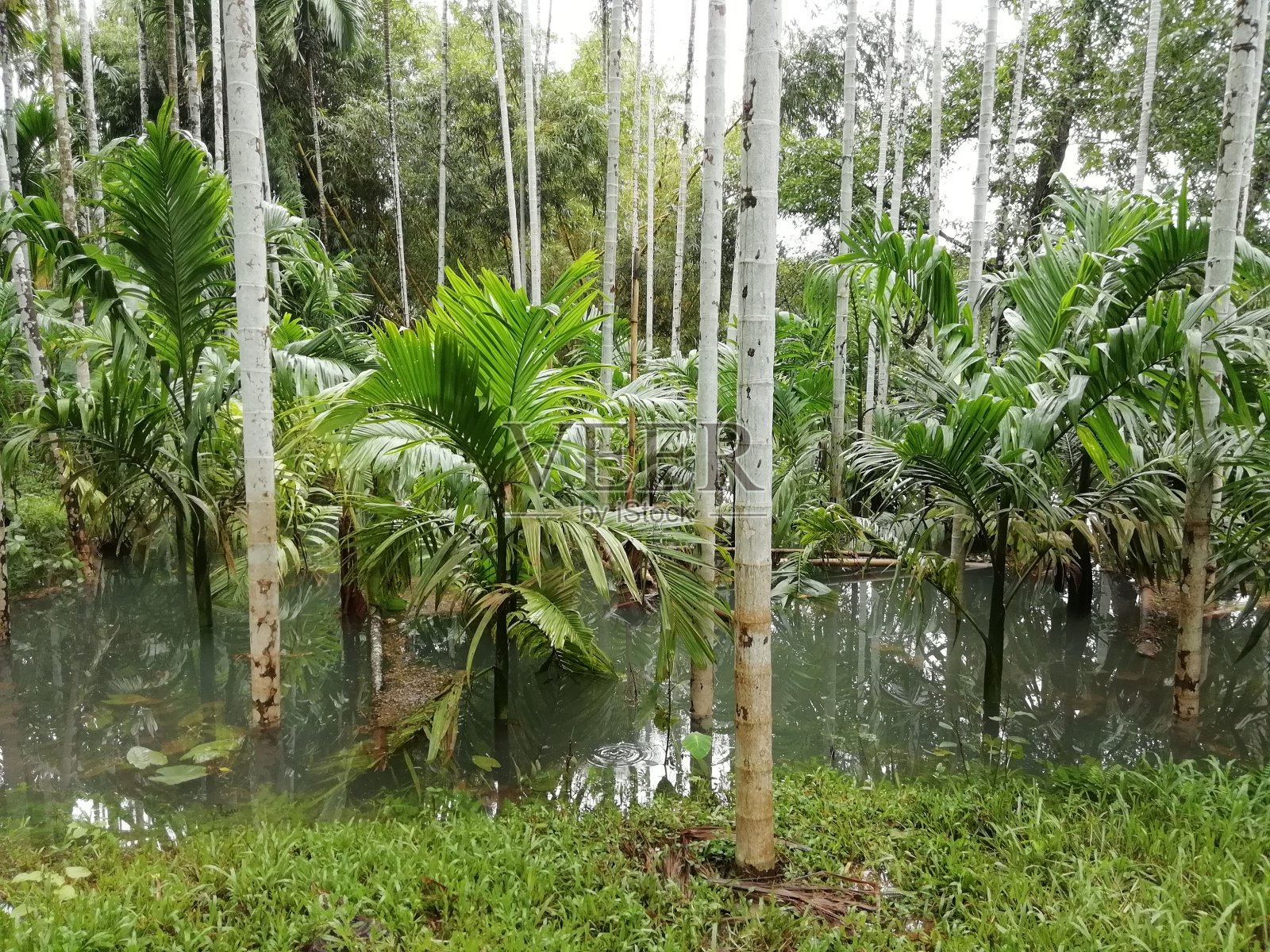 喀拉拉邦洪水期间，种植园充满了过剩的水照片摄影图片