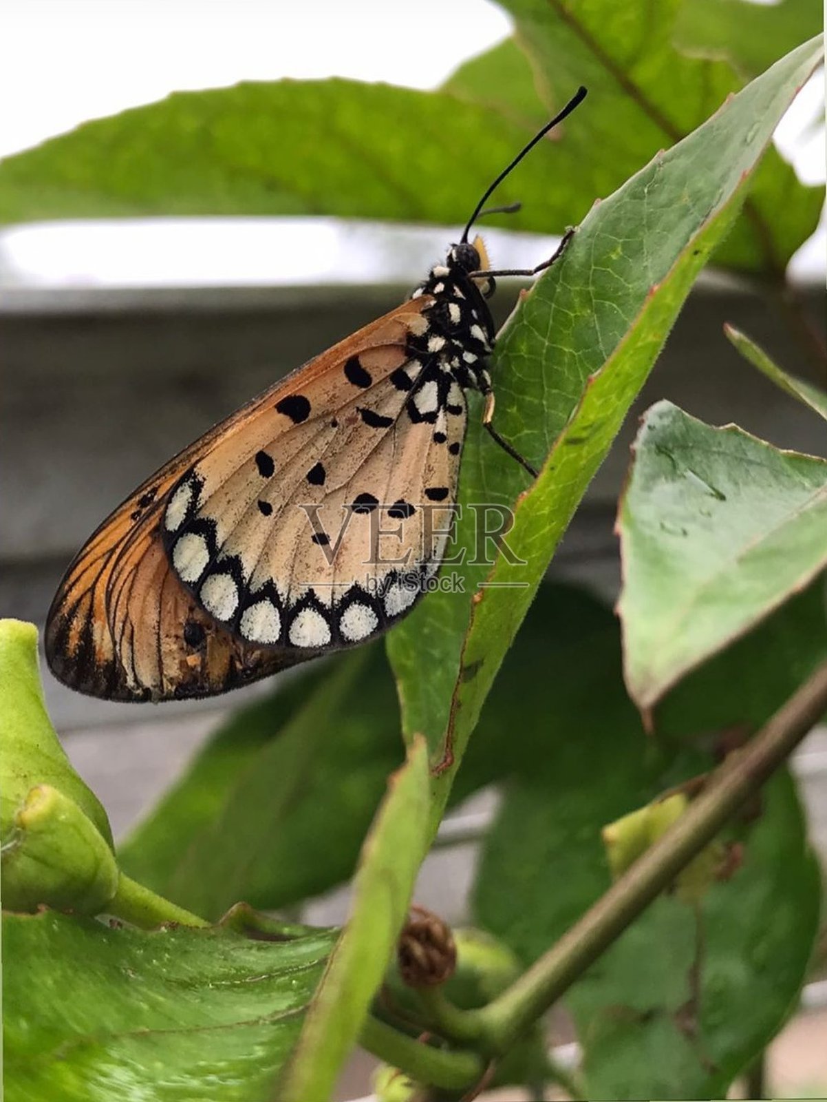 蝴蝶高清图片照片摄影图片