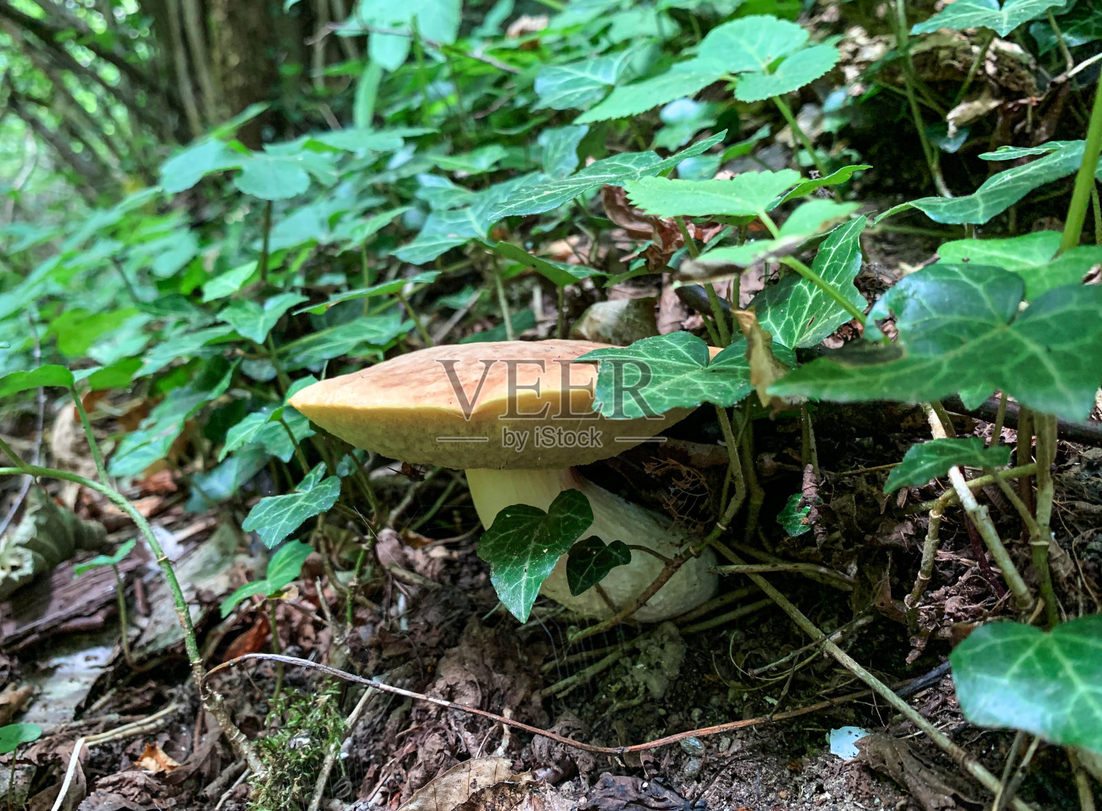 近距离观察生长在森林中的蘑菇照片摄影图片
