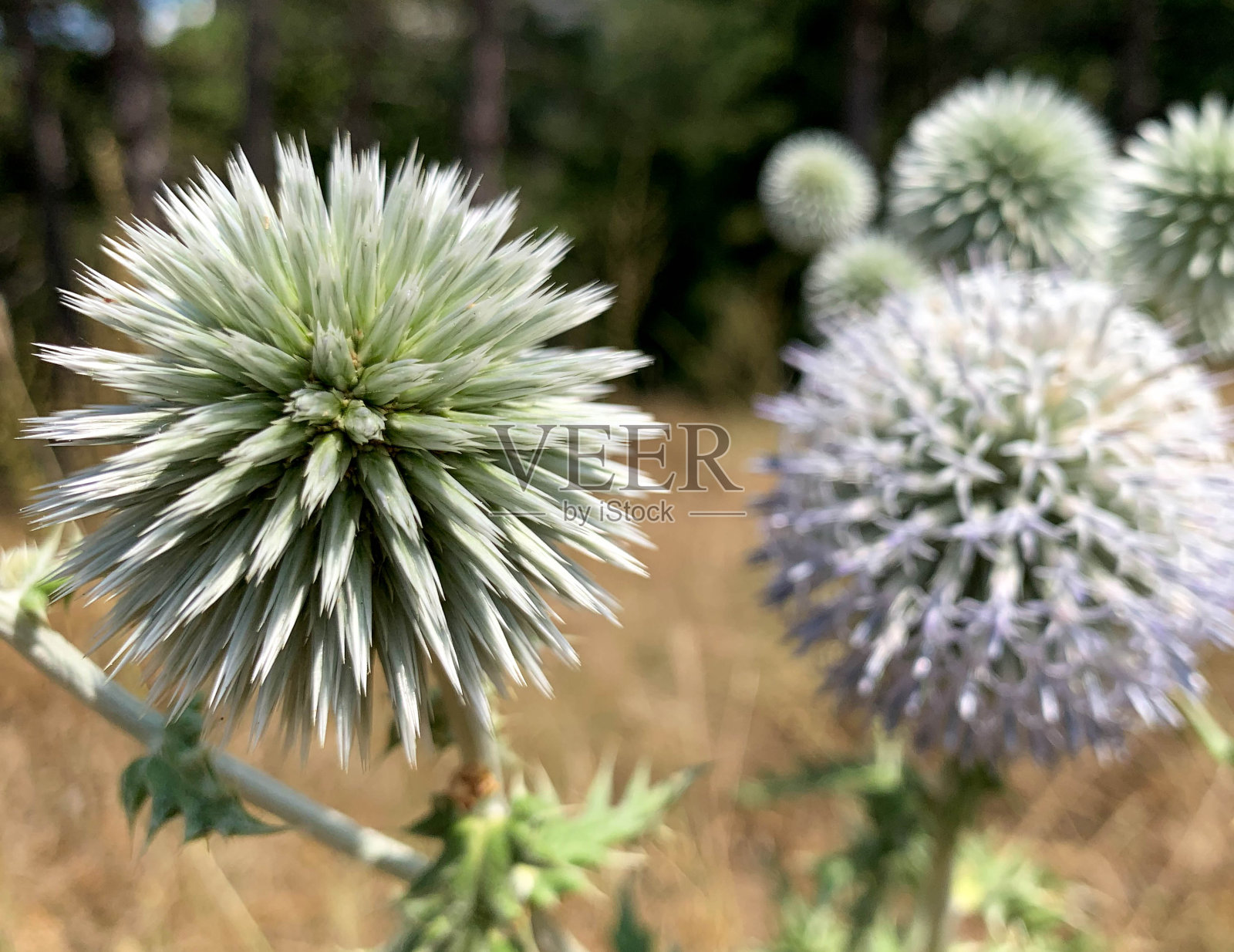 近距离选择焦点大地球蓟在野生草地照片摄影图片