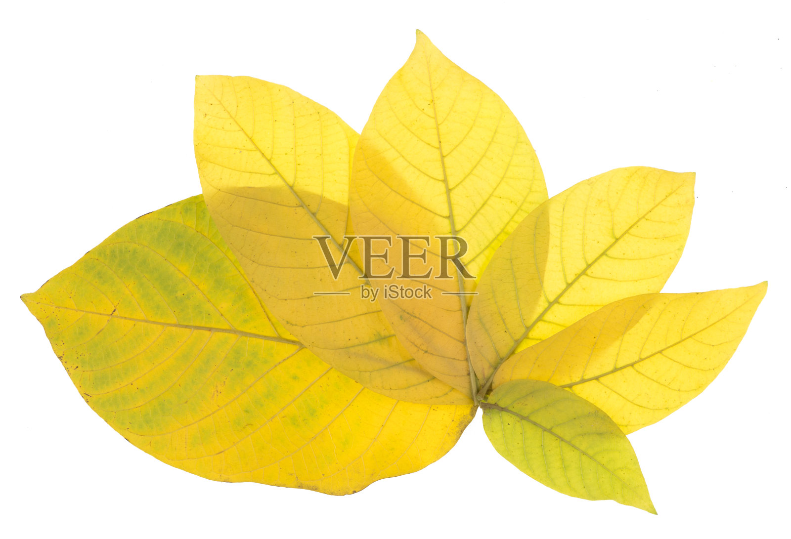 收集多彩的黄色秋叶孤立在白色的背景照片摄影图片