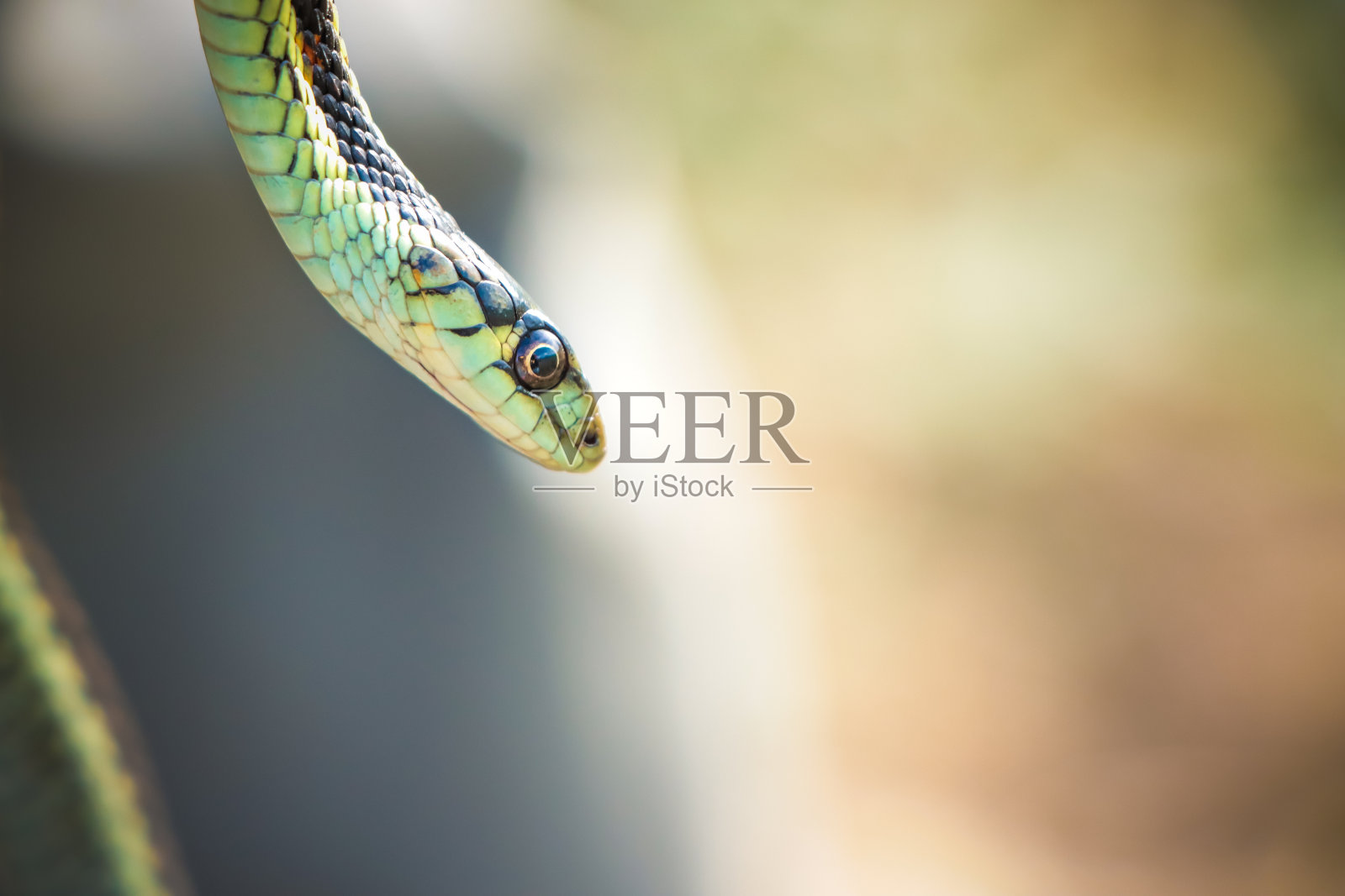 常见的花纹蛇照片摄影图片