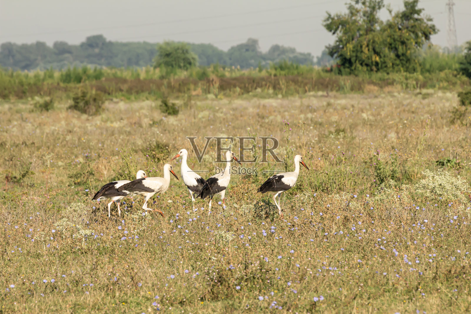 白色鹳照片摄影图片