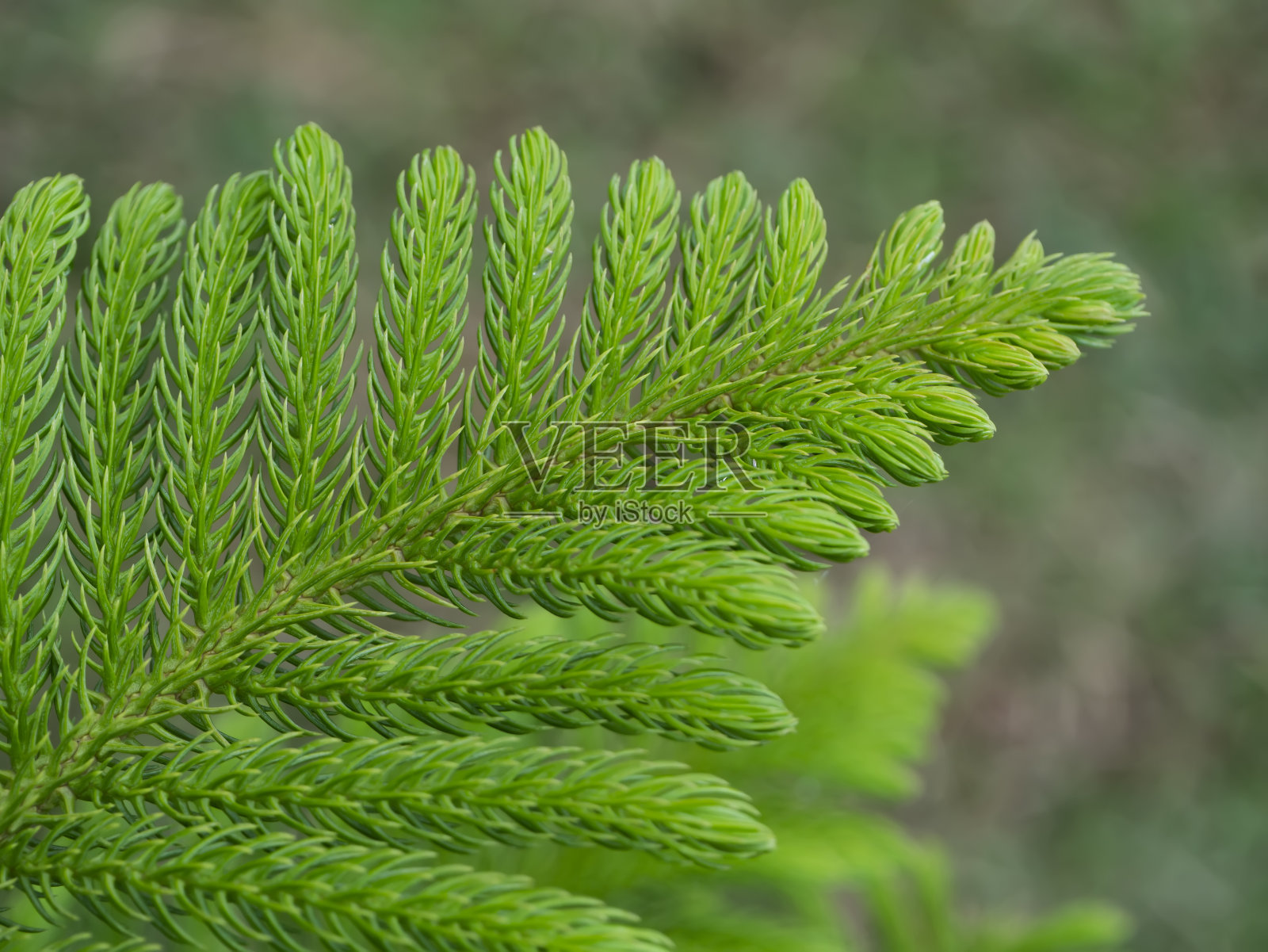 诺福克岛松树叶的近景背景照片摄影图片